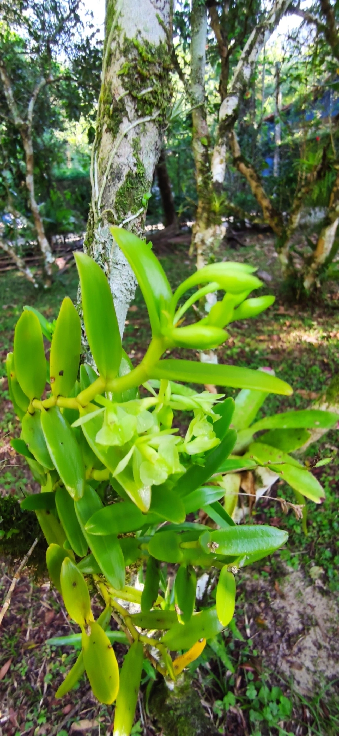 Epidendrum difforme, plantas, fotografado em Maresias, São Sebastião