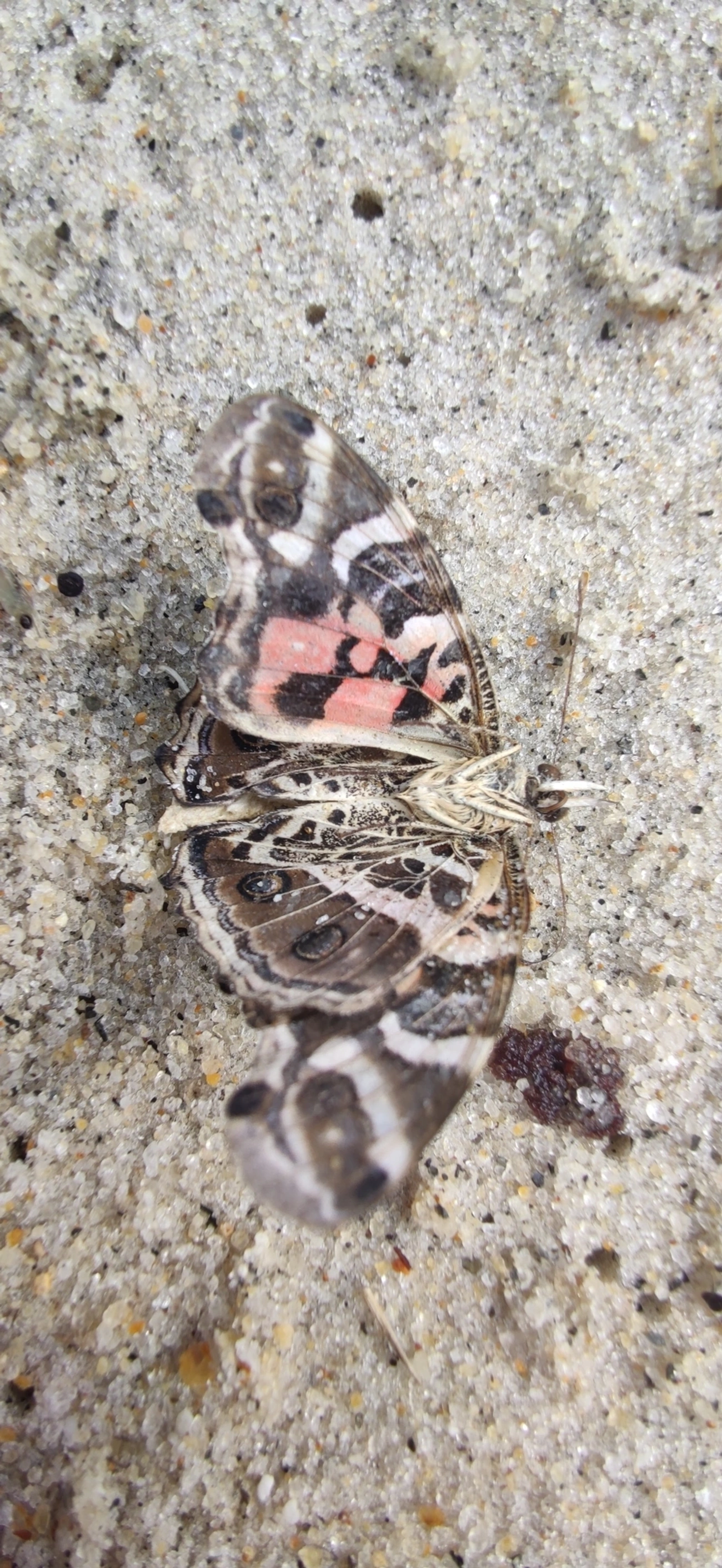 Dama-bandeada (Vanessa myrinna), insetos, fotografado em São Sebastião
