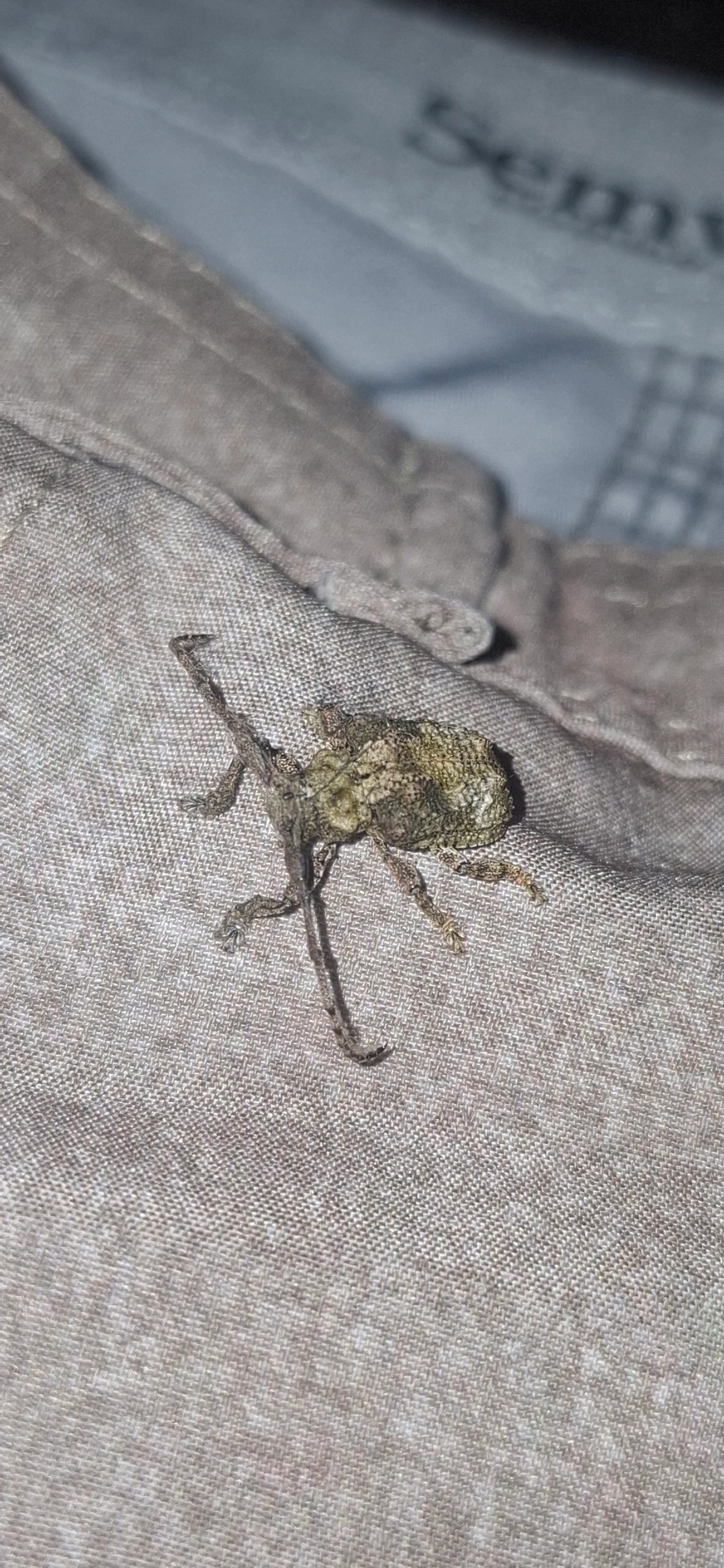 Onychocerus, insetos, fotografado em Queluz