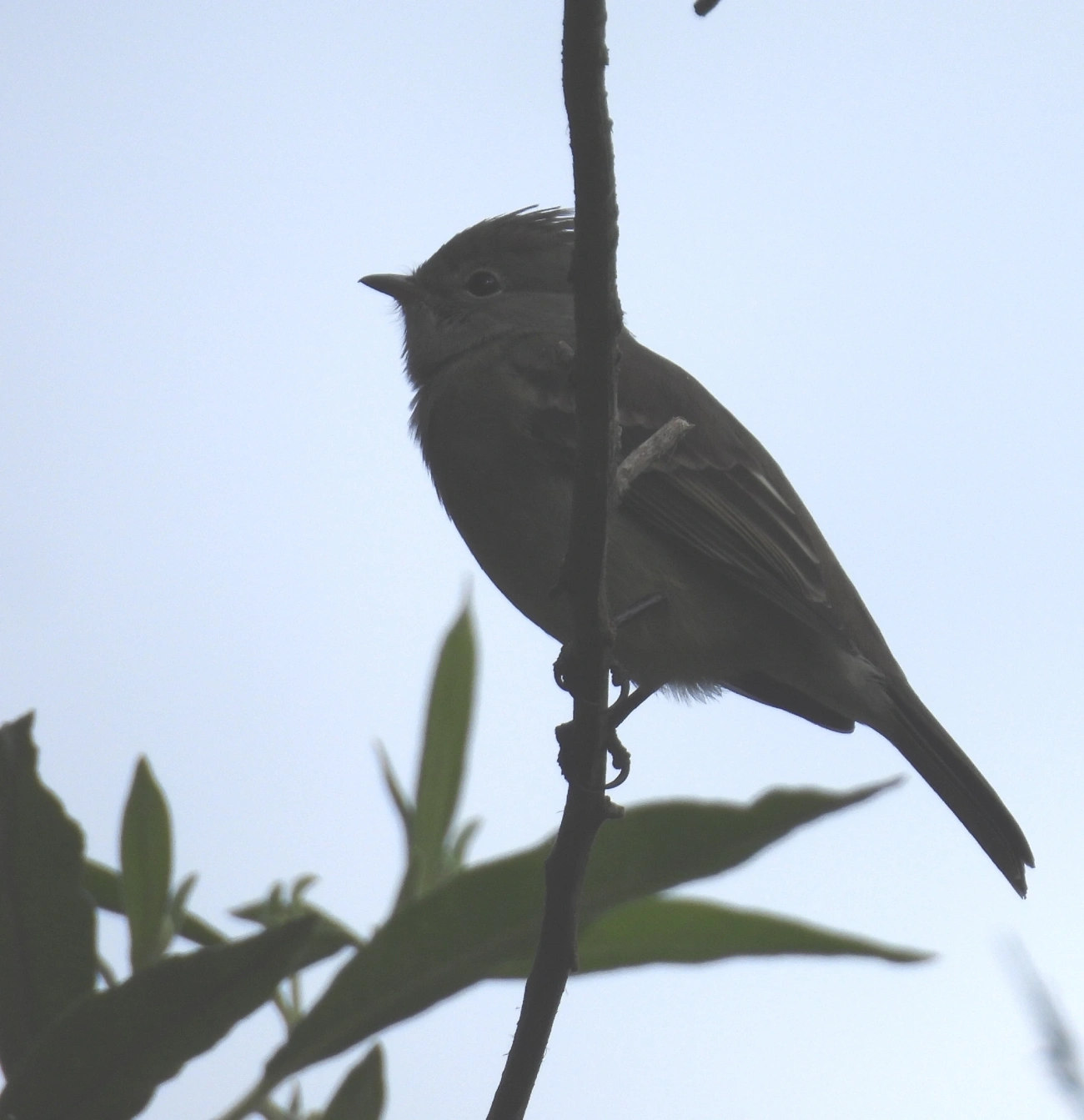 Guaracava-de-barriga-amarela (Elaenia flavogaster), aves, fotografado em Itamonte