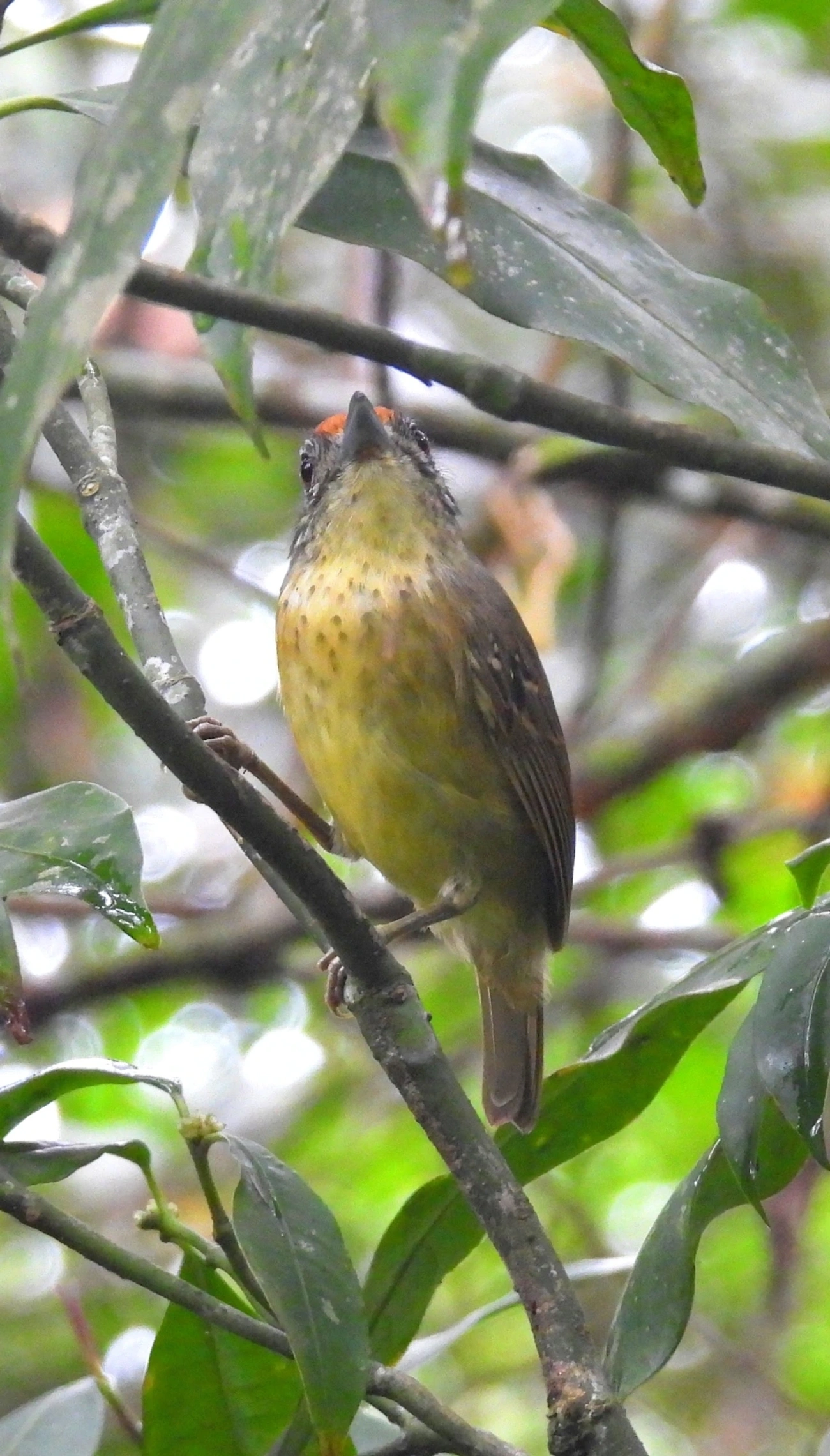 Choquinha-de-peito-pintado (Dysithamnus stictothorax), aves, fotografado em São Sebastião