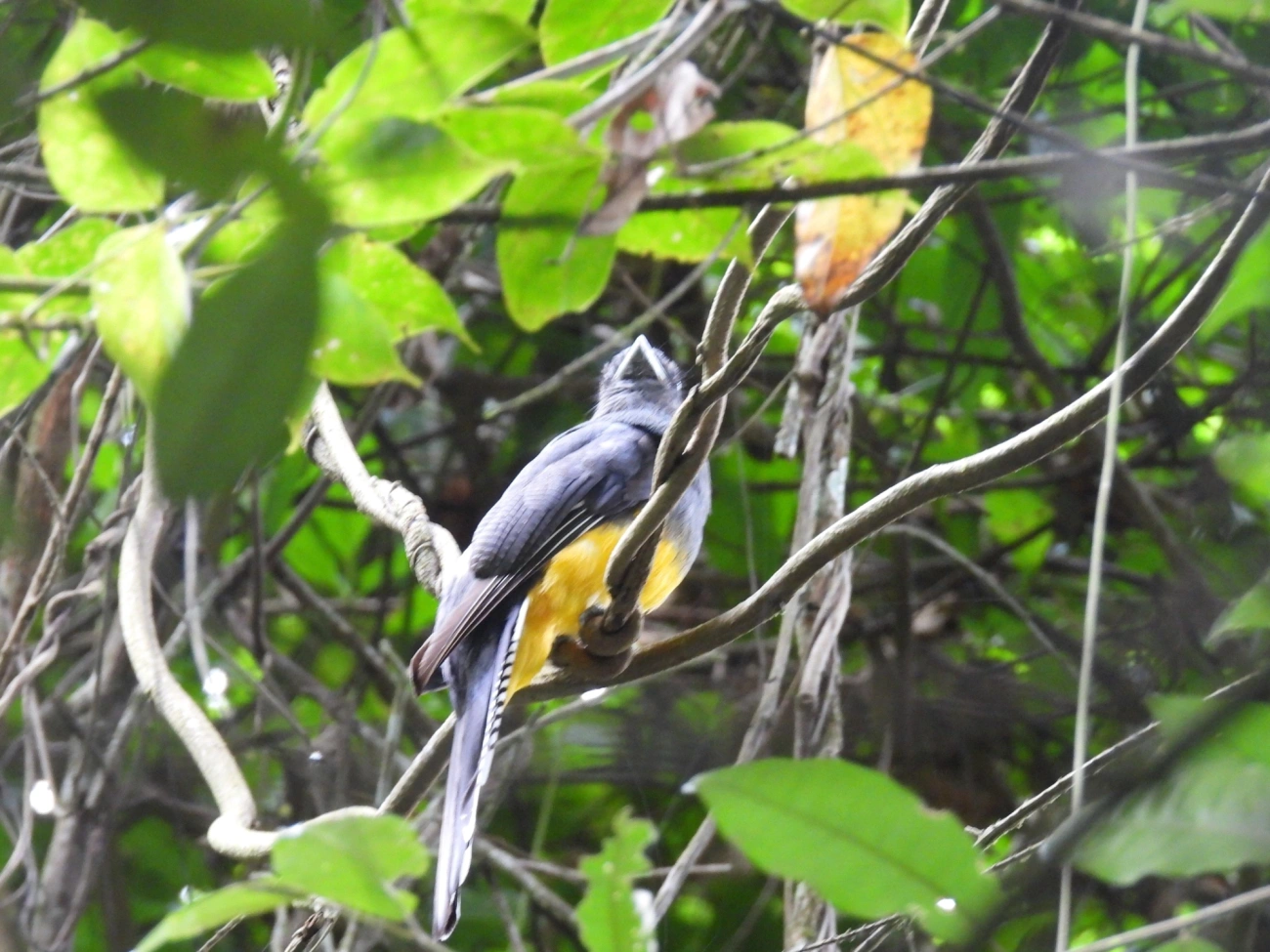 Surucuá-de-barriga-amarela (Trogon viridis), aves, fotografado em Maresias, São Sebastião