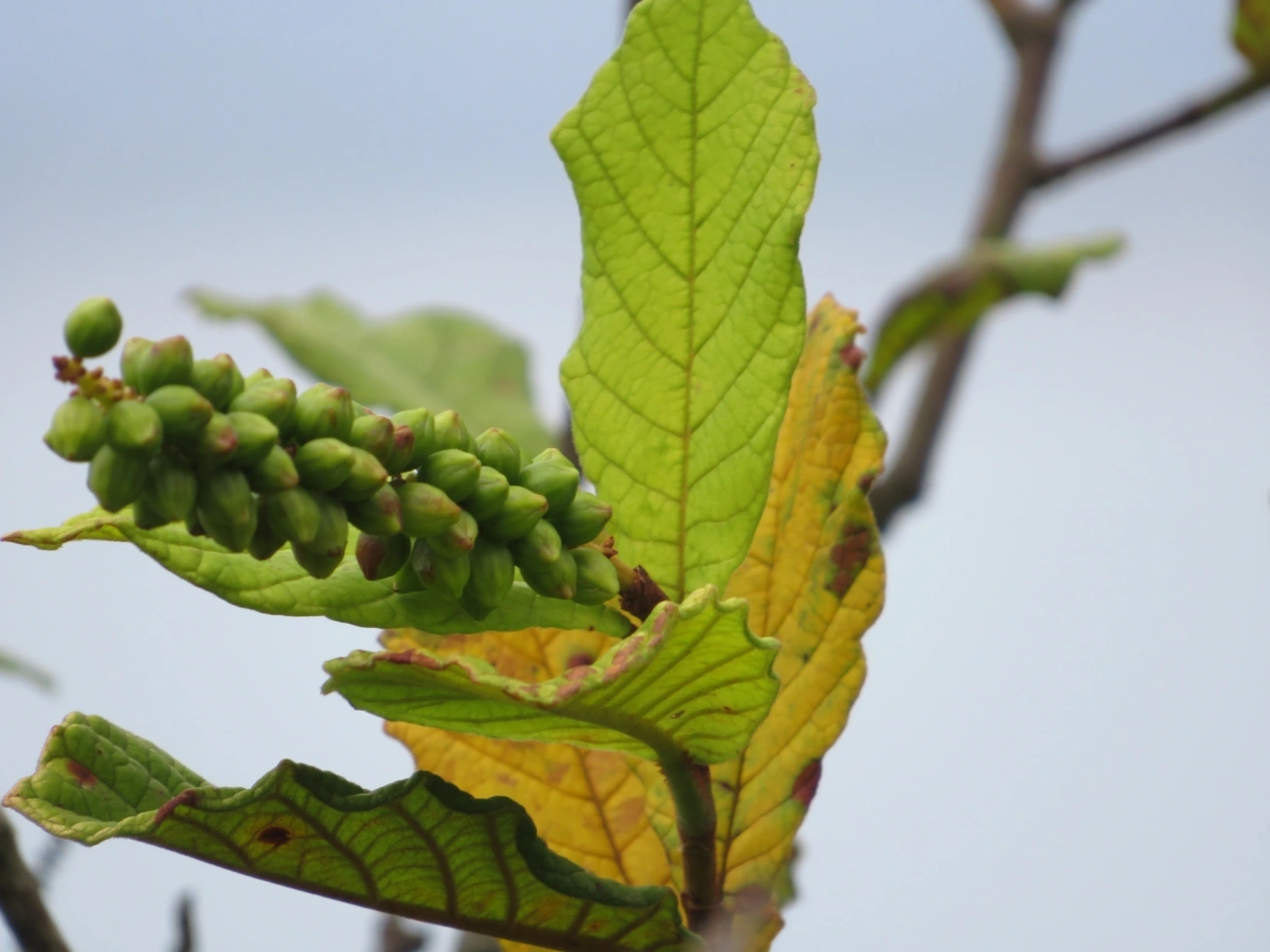 Plantas (Plantae), plantas, fotografado em Indaiá, Caraguatatuba