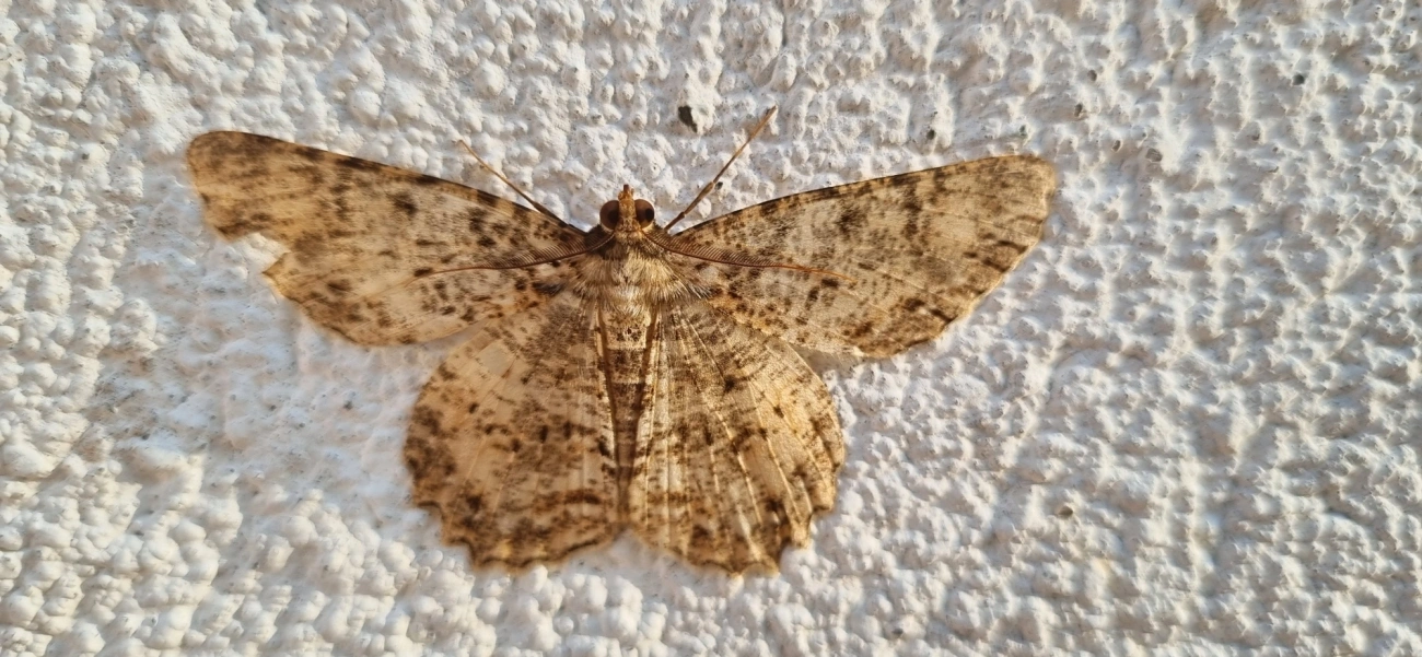 Ennominae, insetos, fotografado em Maresias, São Sebastião