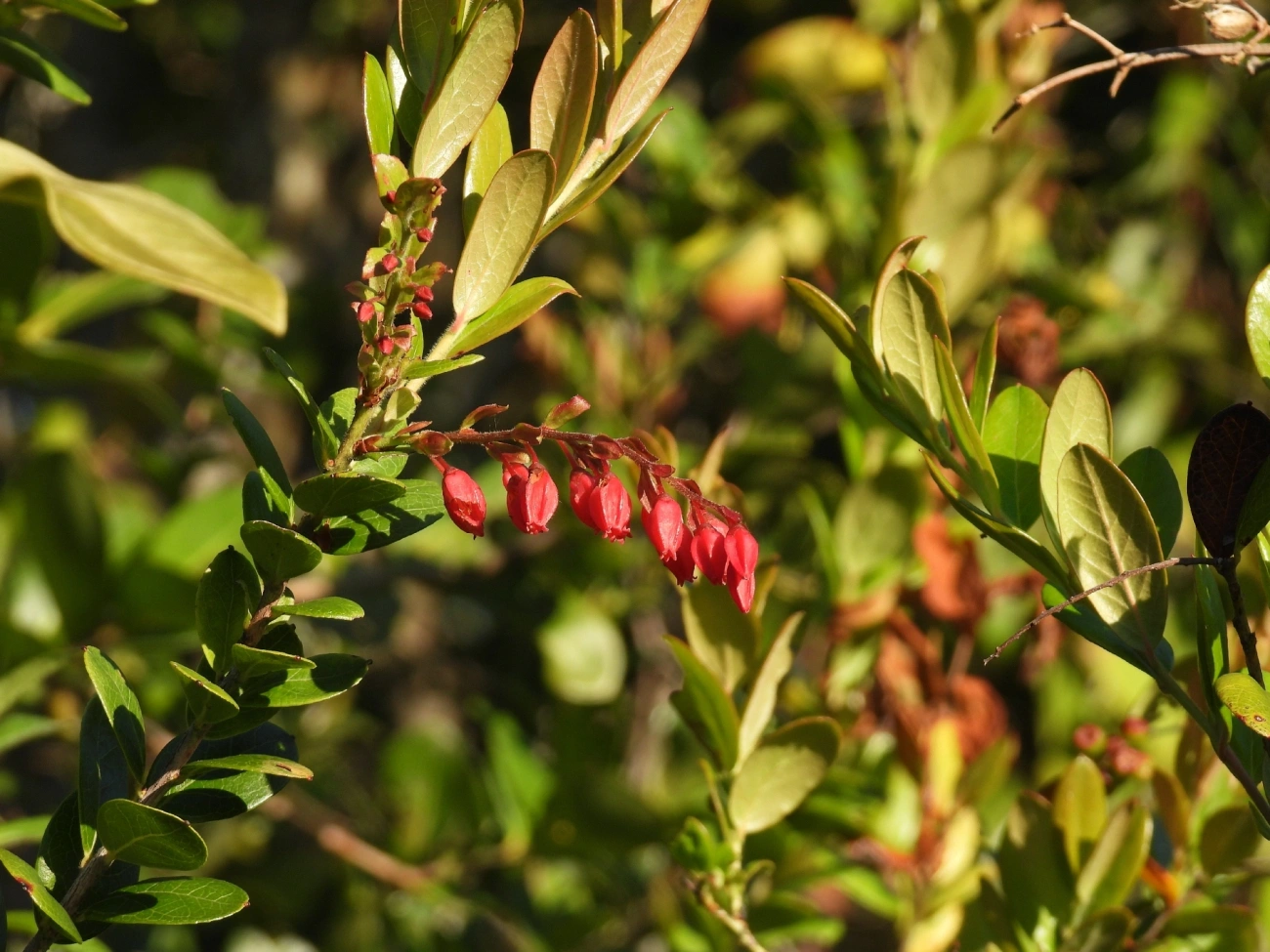 Camarinha (Gaylussacia brasiliensis), plantas, fotografado em Cananéia