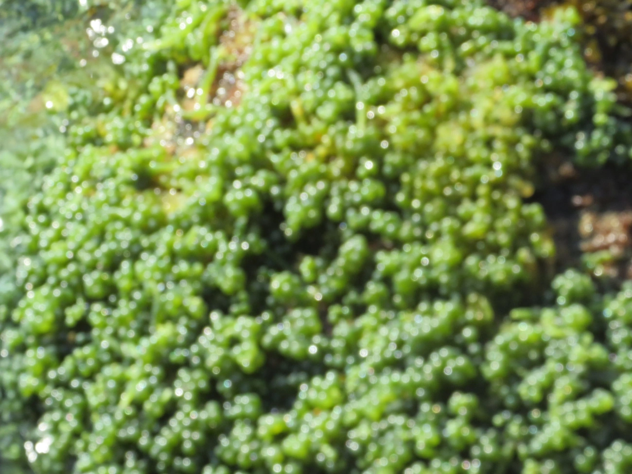 Caulerpa, plantas, fotografado em Maresias, São Sebastião