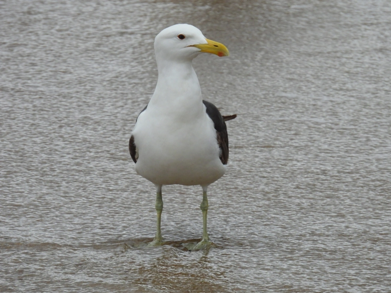 Gaivotão (Larus dominicanus), aves, fotografado em Perequê, Ilhabela