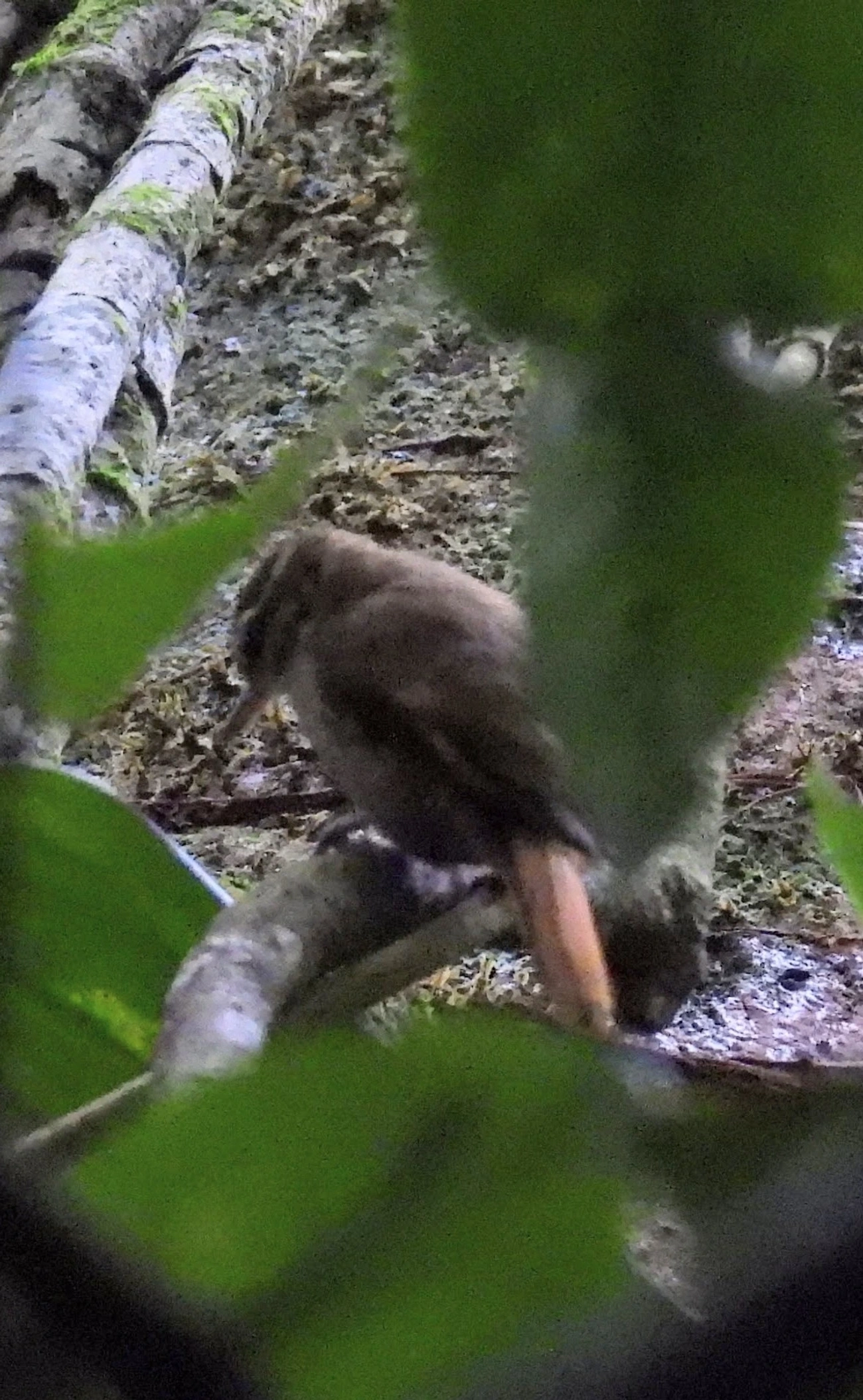 Bico-virado-miúdo (Xenops minutus), aves, fotografado em Maresias, São Sebastião