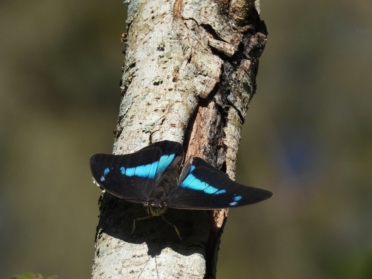 Prepona-de-um-ponto (Archaeoprepona demophon), insetos, fotografado em Centro, São Sebastião