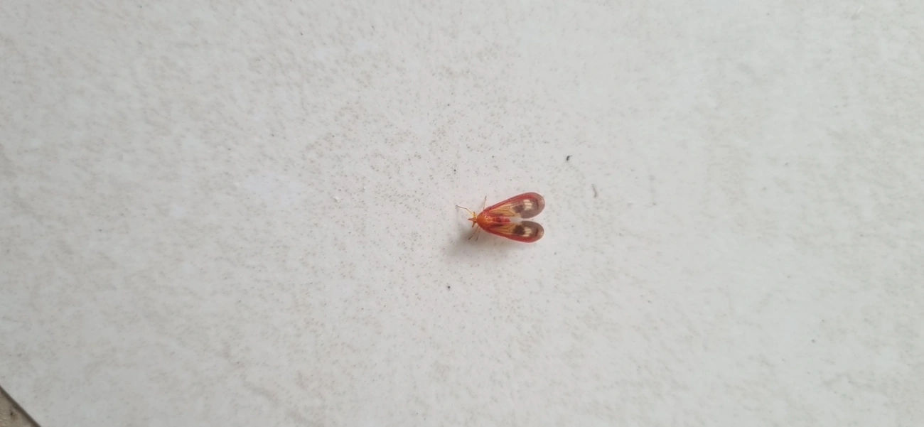 Cobacella, insetos, fotografado em Maresias, São Sebastião