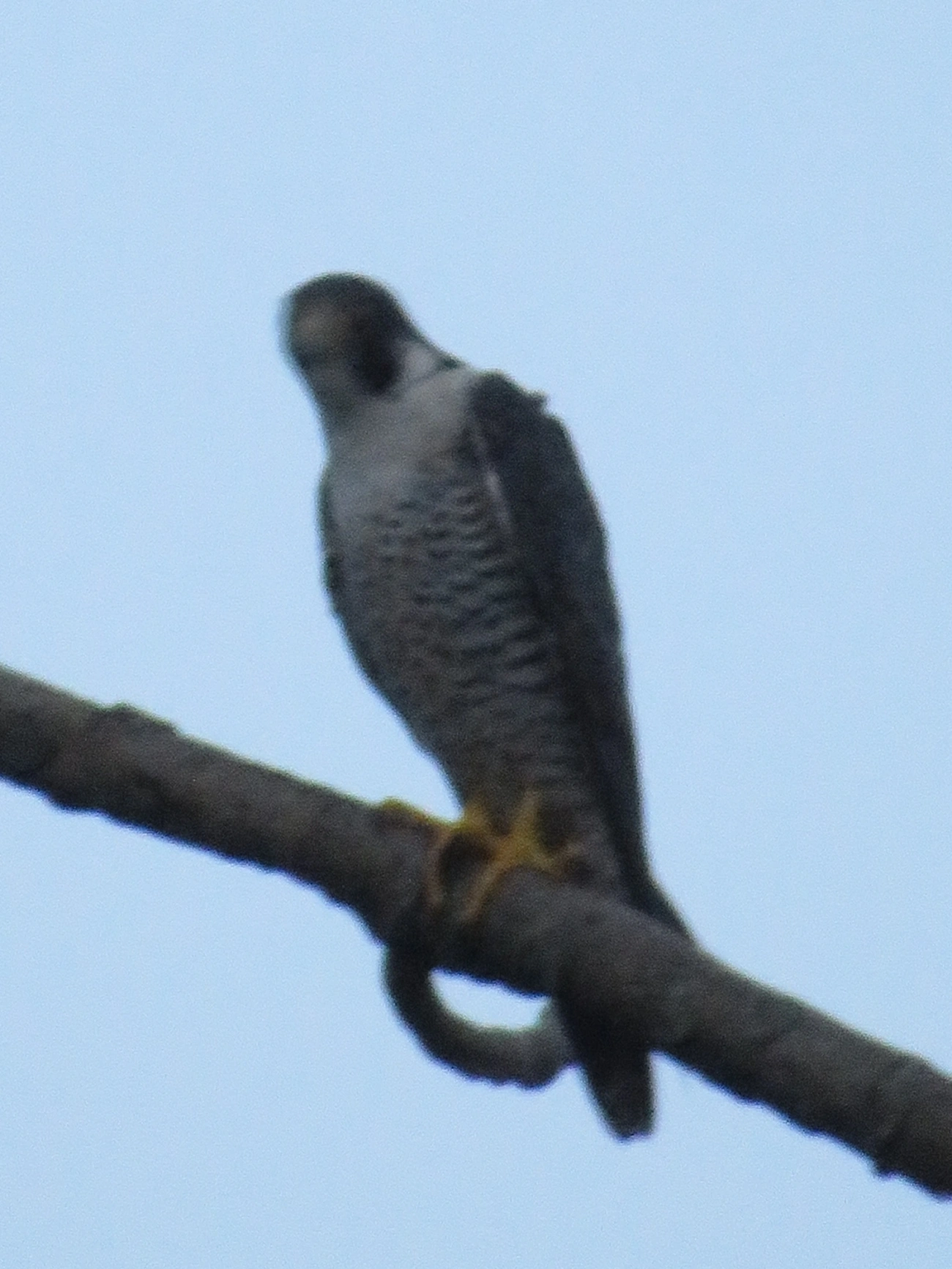 Falcão-peregrino (Falco peregrinus), aves, fotografado em Maresias, São Sebastião