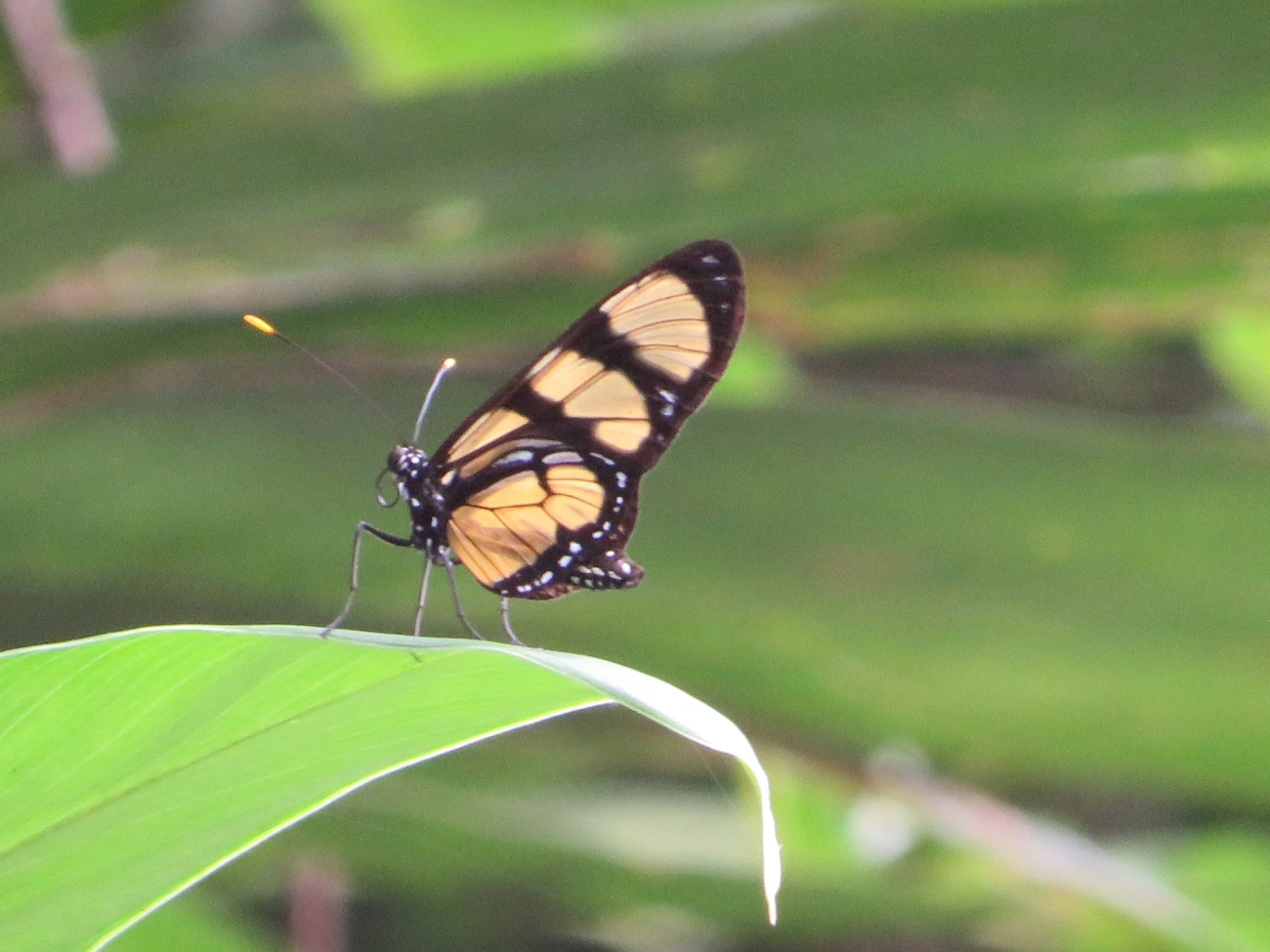 Borboleta-do-manacá (Methona themisto), insetos, fotografado em Maresias, São Sebastião
