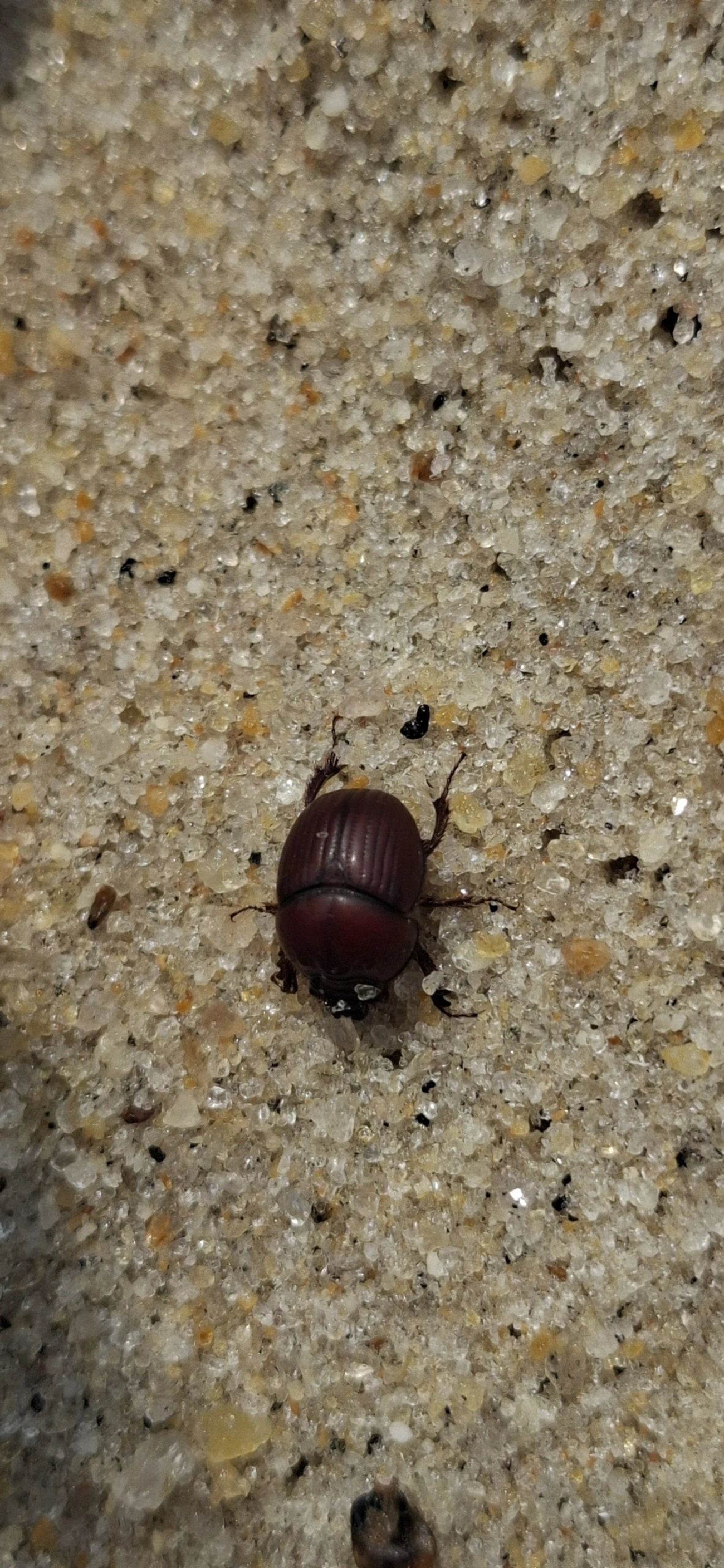 Scarabaeoidea, insetos, fotografado em Maresias, São Sebastião