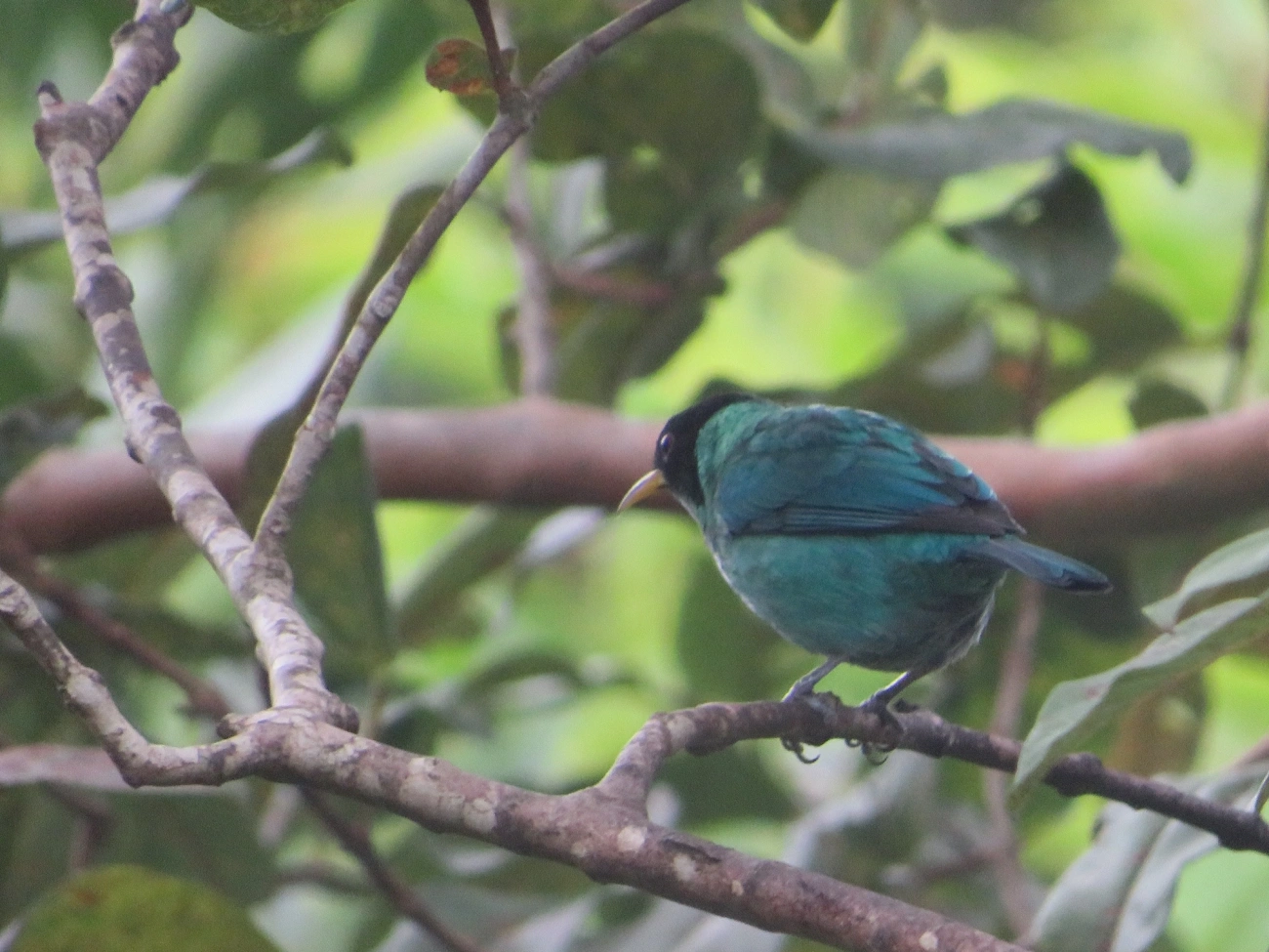 Saí-verde (Chlorophanes spiza), aves, fotografado em Maresias, São Sebastião