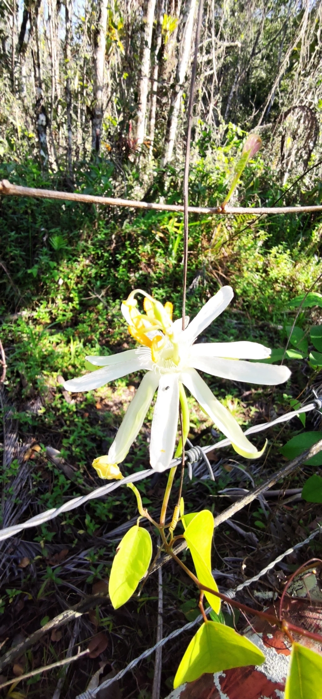 Maracujá-de-restinga (Passiflora mucronata), plantas, fotografado em Maresias, São Sebastião