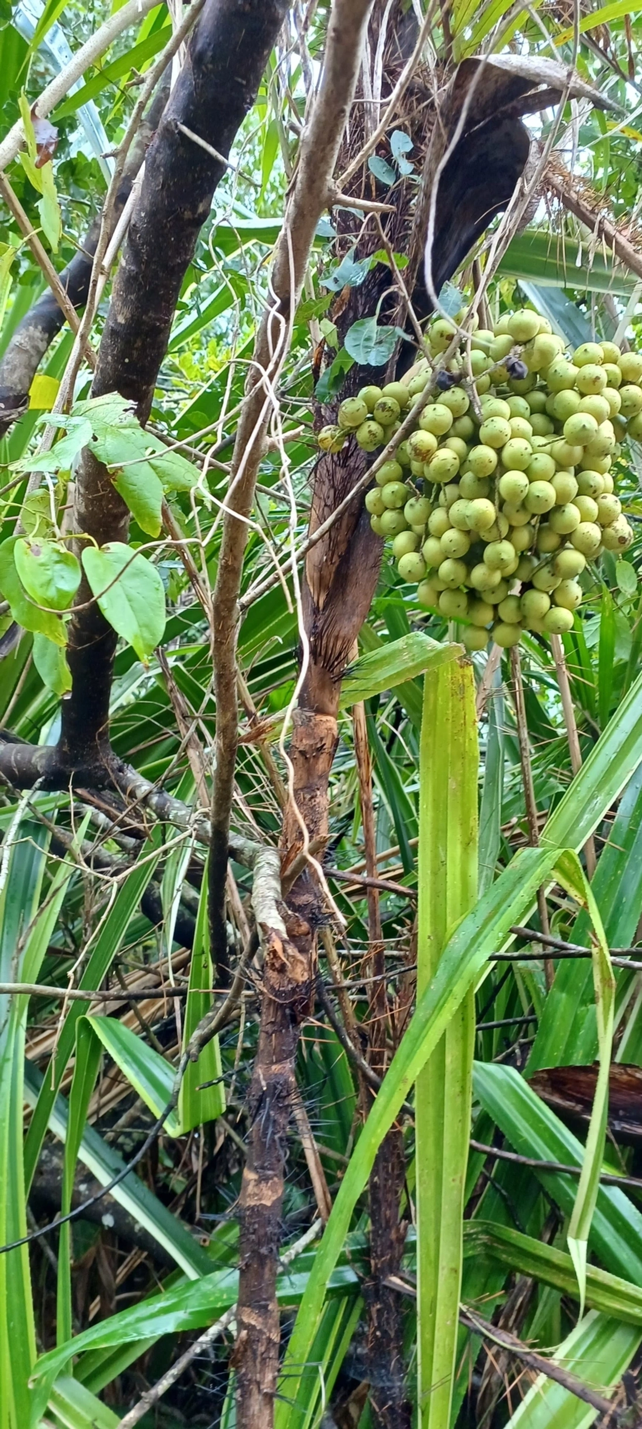 Bactridinae, plantas, fotografado em Maresias, São Sebastião