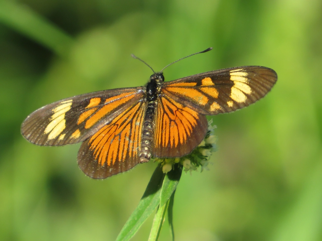 Actinotes (Actinote), insetos, fotografado em Maresias, São Sebastião