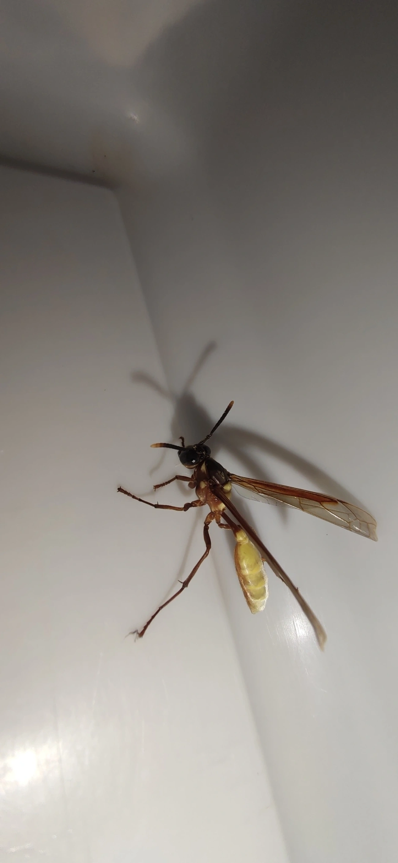 Marimbondo-chapéu (Apoica pallens), insetos, fotografado em Maresias, São Sebastião