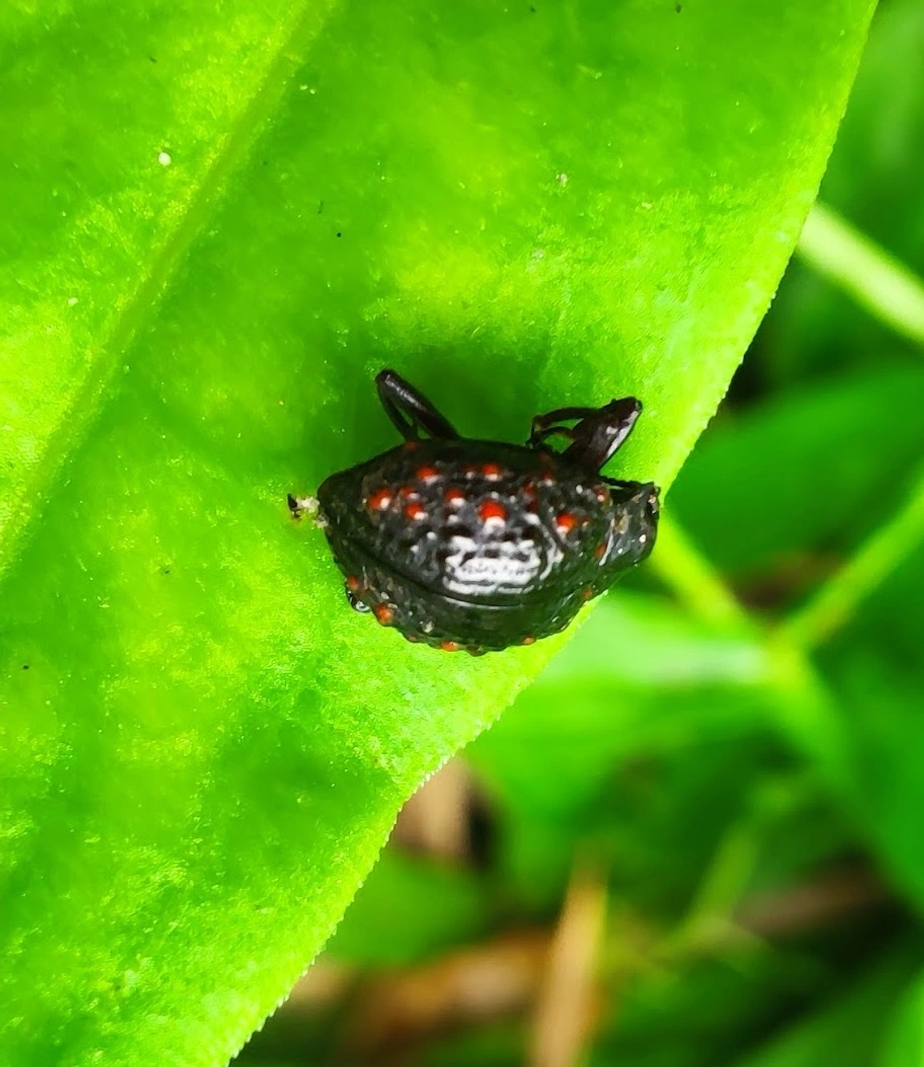 Xenius corallifer, insetos, fotografado em Maresias, São Sebastião