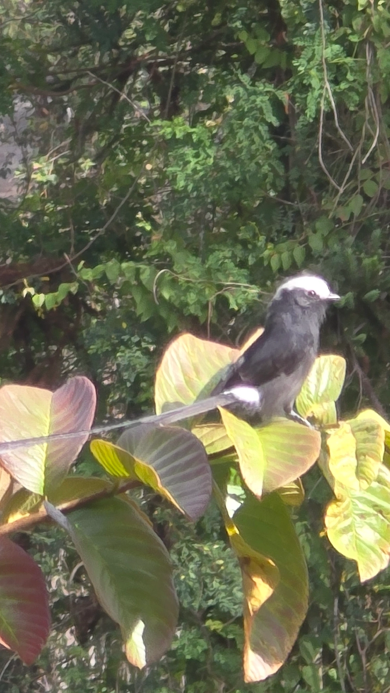 Viuvinha (Colonia colonus), aves, fotografado em Itamonte