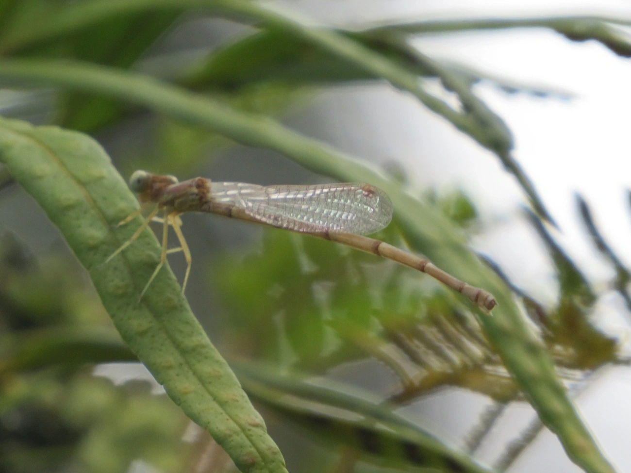 Libelinhas (Zygoptera), insetos, fotografado em Maresias, São Sebastião