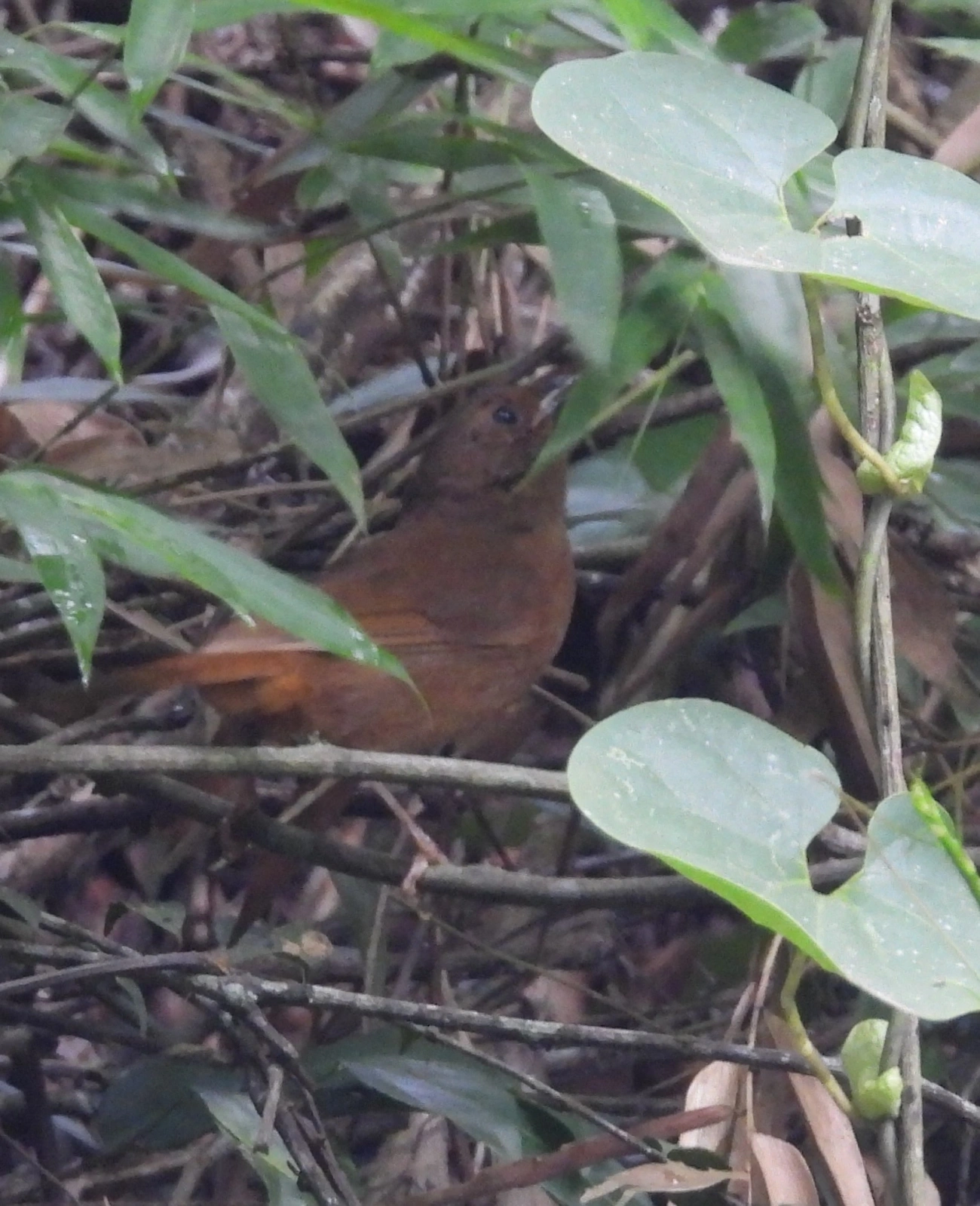 Tiê-de-bando (Habia rubica), aves, fotografado em Guararema