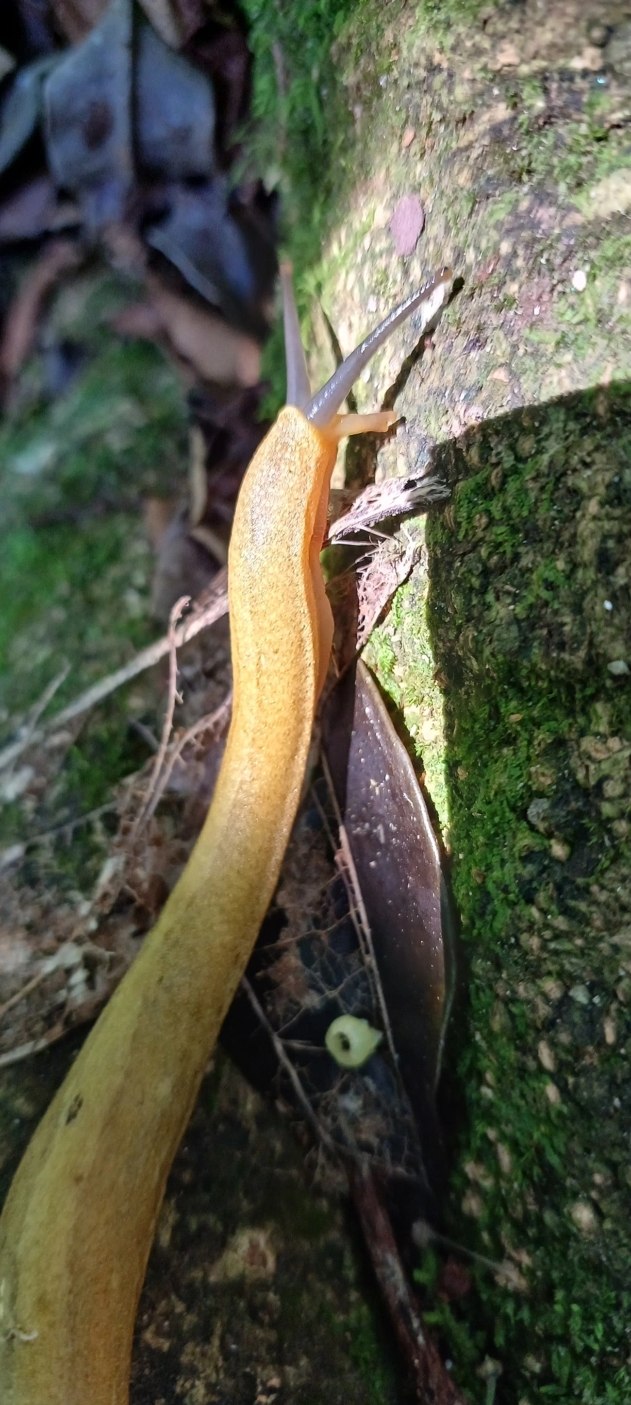 Vaginulus taunaisii, moluscos, fotografado em Maresias, São Sebastião