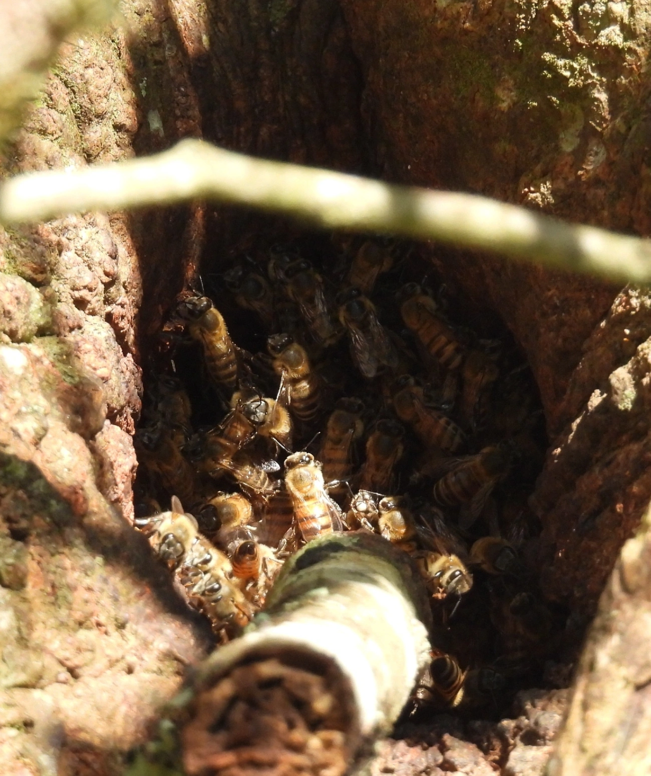 Abelha-europeia (Apis mellifera), insetos, fotografado em Queluz