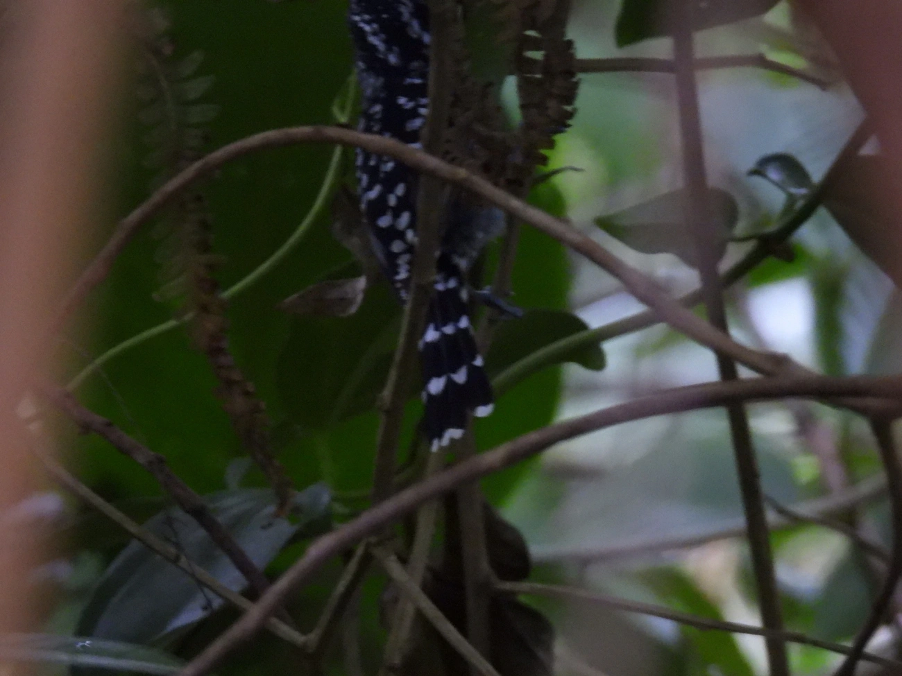 Pintadinho (Drymophila squamata), aves, fotografado em Maresias, São Sebastião
