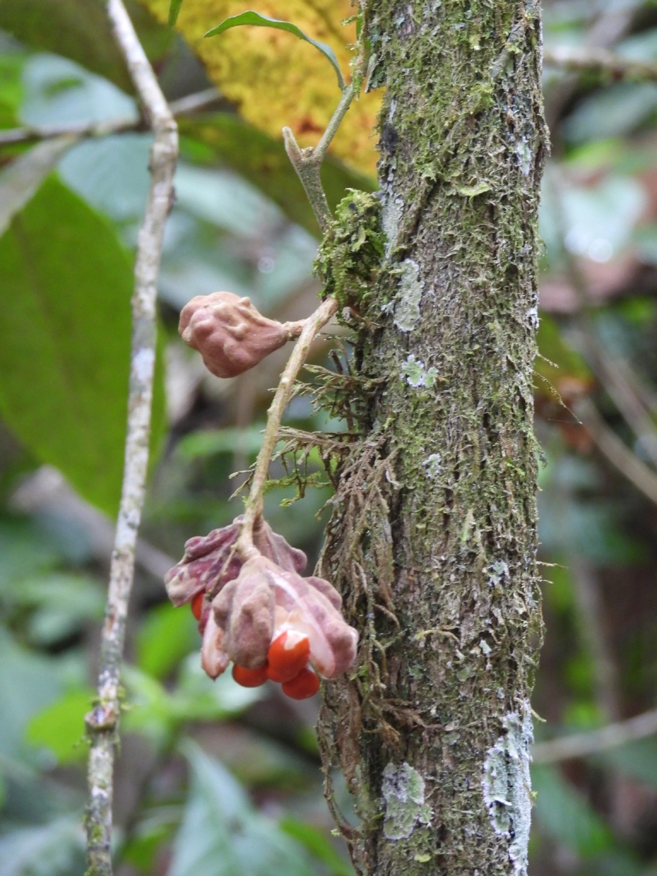 Guarea, plantas, fotografado em Perequê, Ilhabela