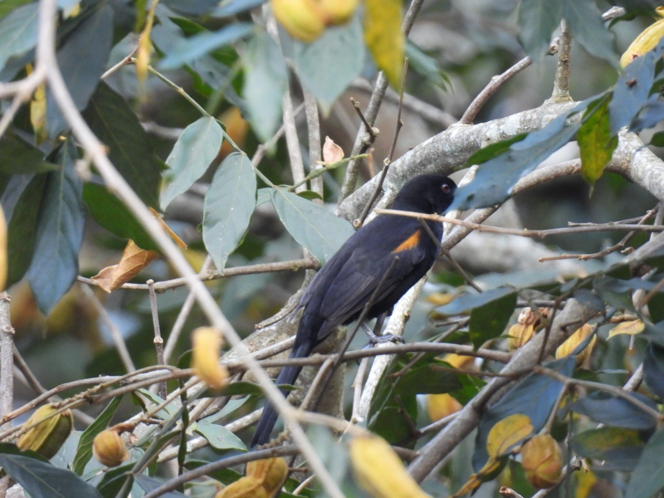 Encontro (Icterus pyrrhopterus), aves, fotografado em Cabreúva