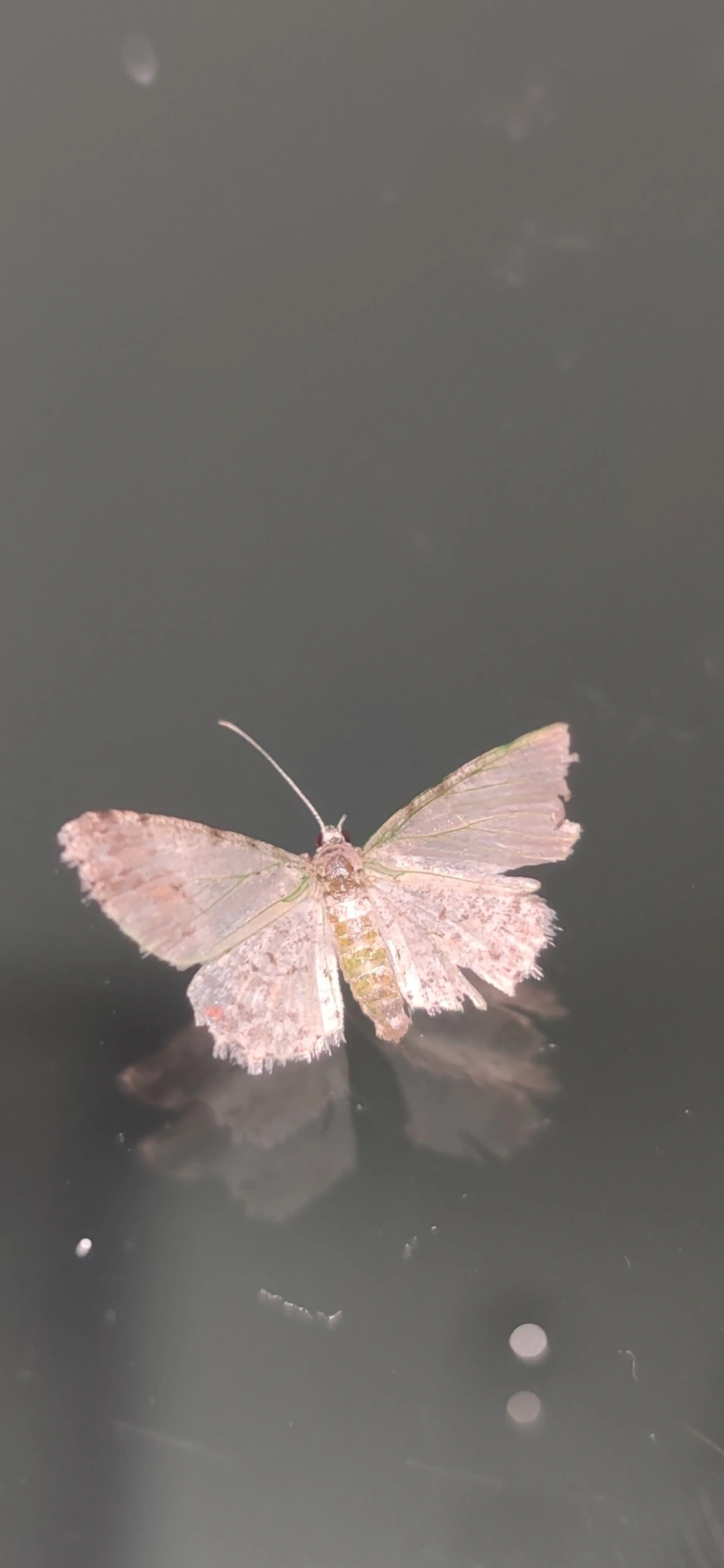 Mede-palmos (Geometridae), insetos, fotografado em Maresias, São Sebastião