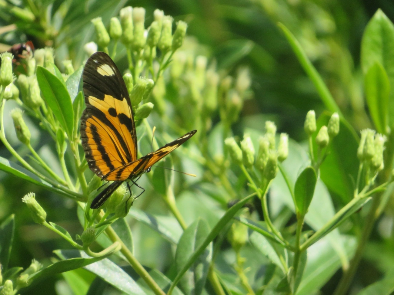 Borboleta-do-maracujá (Eueides isabella), insetos, fotografado em Maresias, São Sebastião