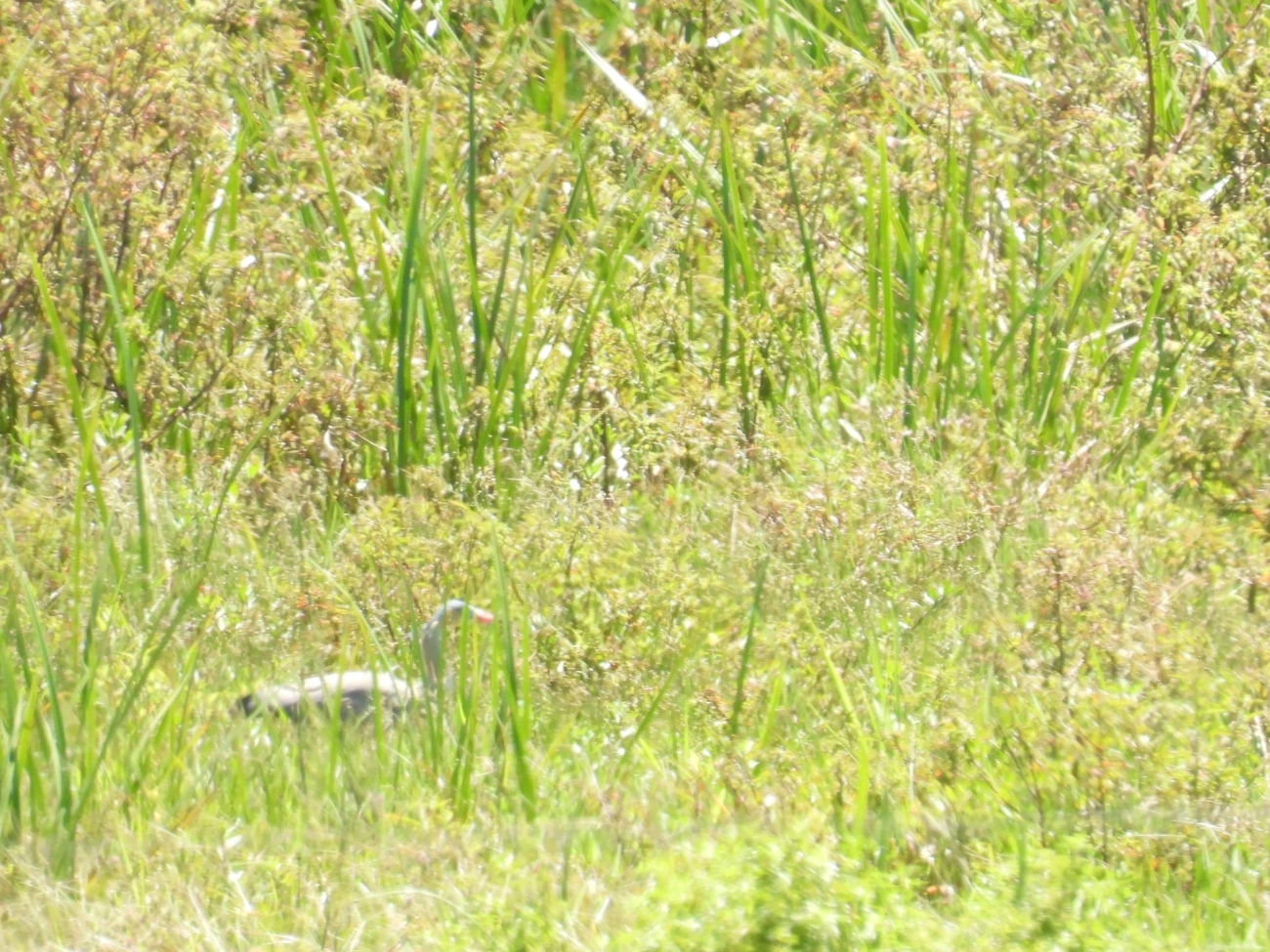 Maria-faceira (Syrigma sibilatrix), aves, fotografado em Camburí, São Sebastião