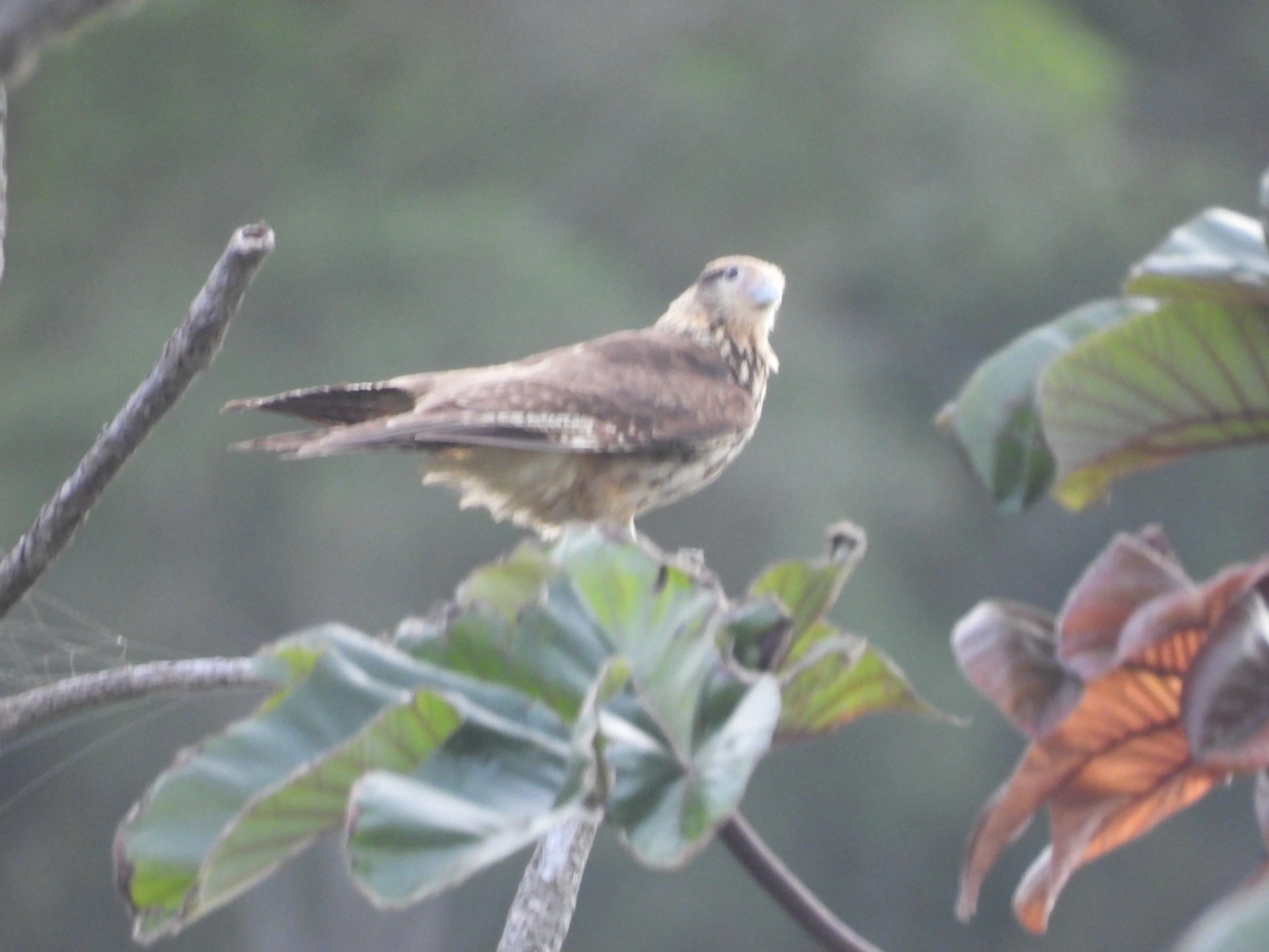 Carrapateiro (Daptrius chimachima), aves, fotografado em Borrifos, Ilhabela