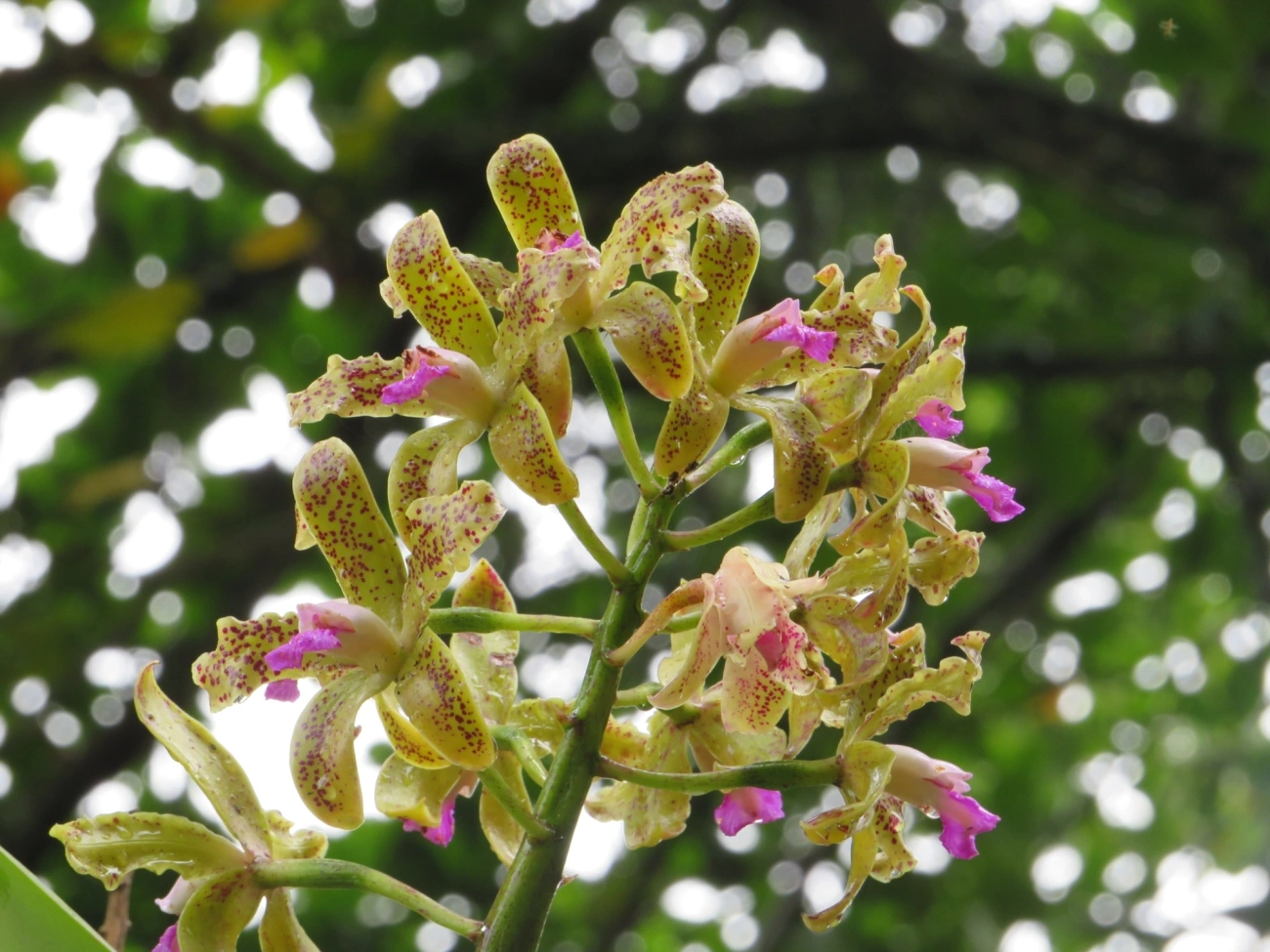 Catleia-gutata (Cattleya guttata), plantas, fotografado em São Sebastião