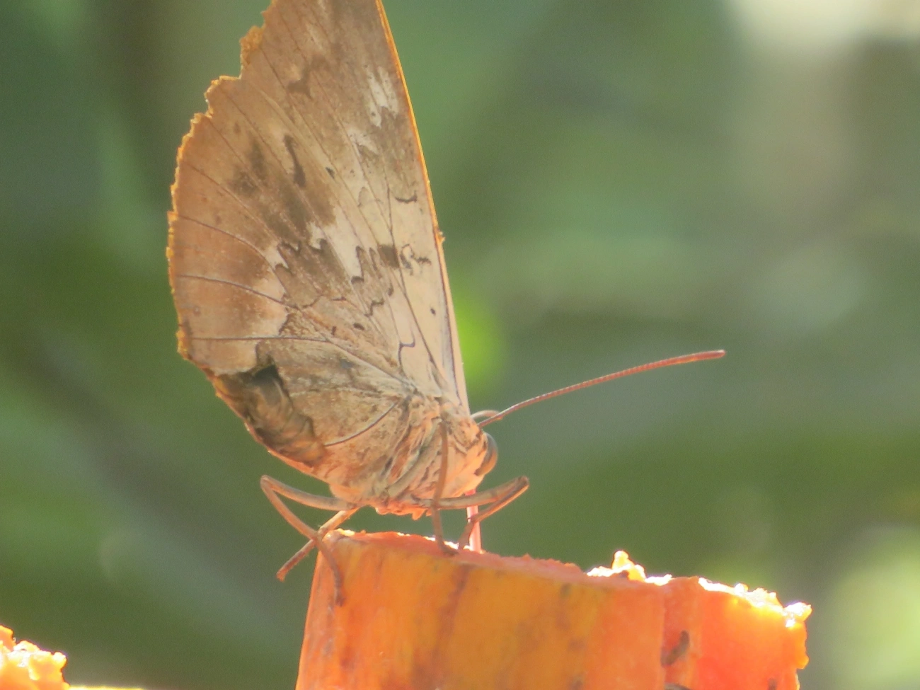 Prepona-de-um-ponto (Archaeoprepona demophon), insetos, fotografado em Maresias, São Sebastião