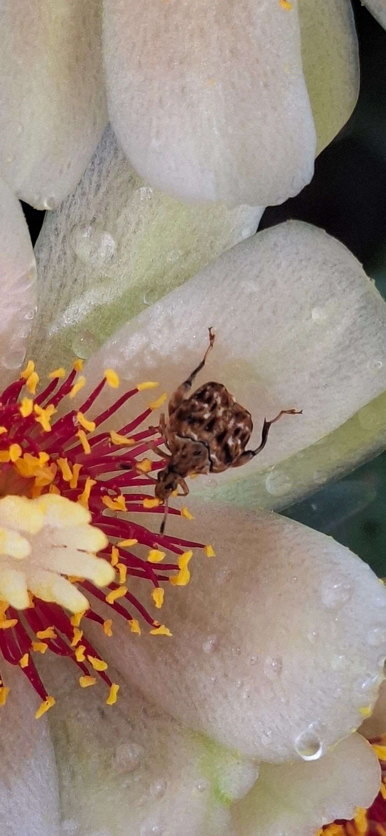 Acanthoscelidina, insetos, fotografado em Maresias, São Sebastião