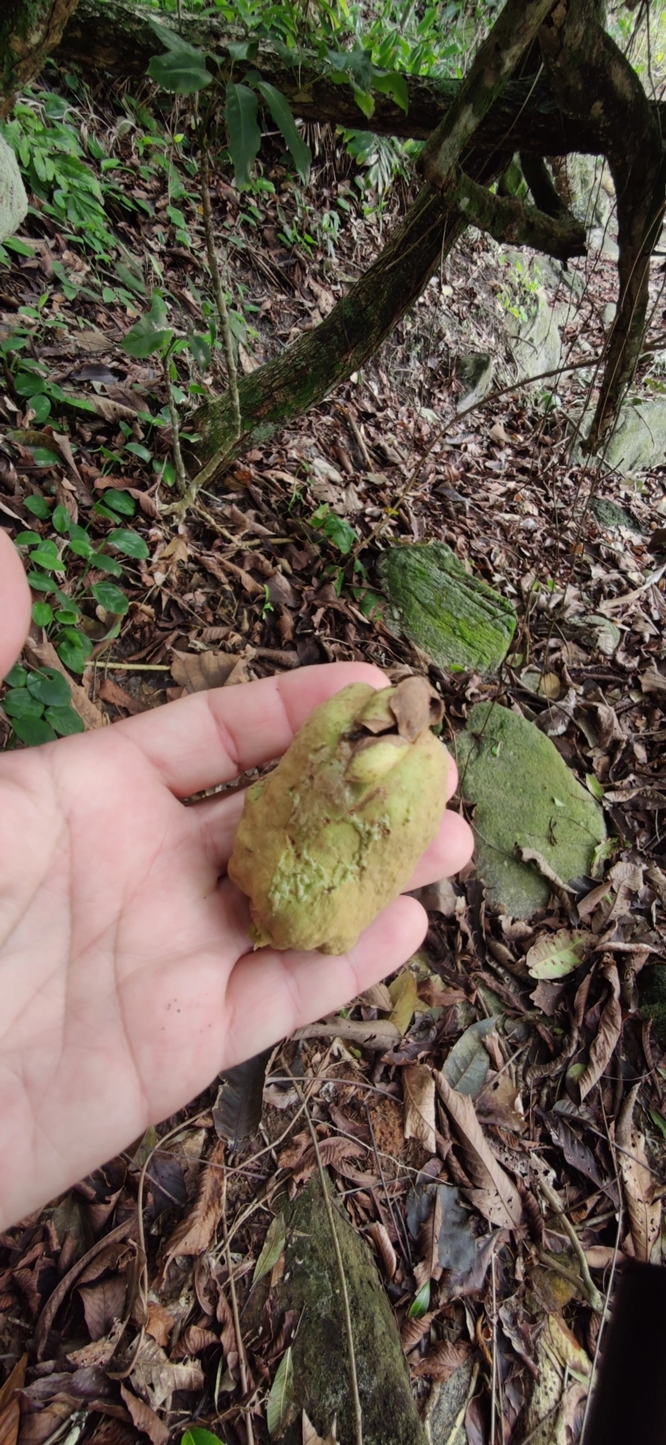 Pitangas (Eugenia), plantas, fotografado em Maresias, São Sebastião