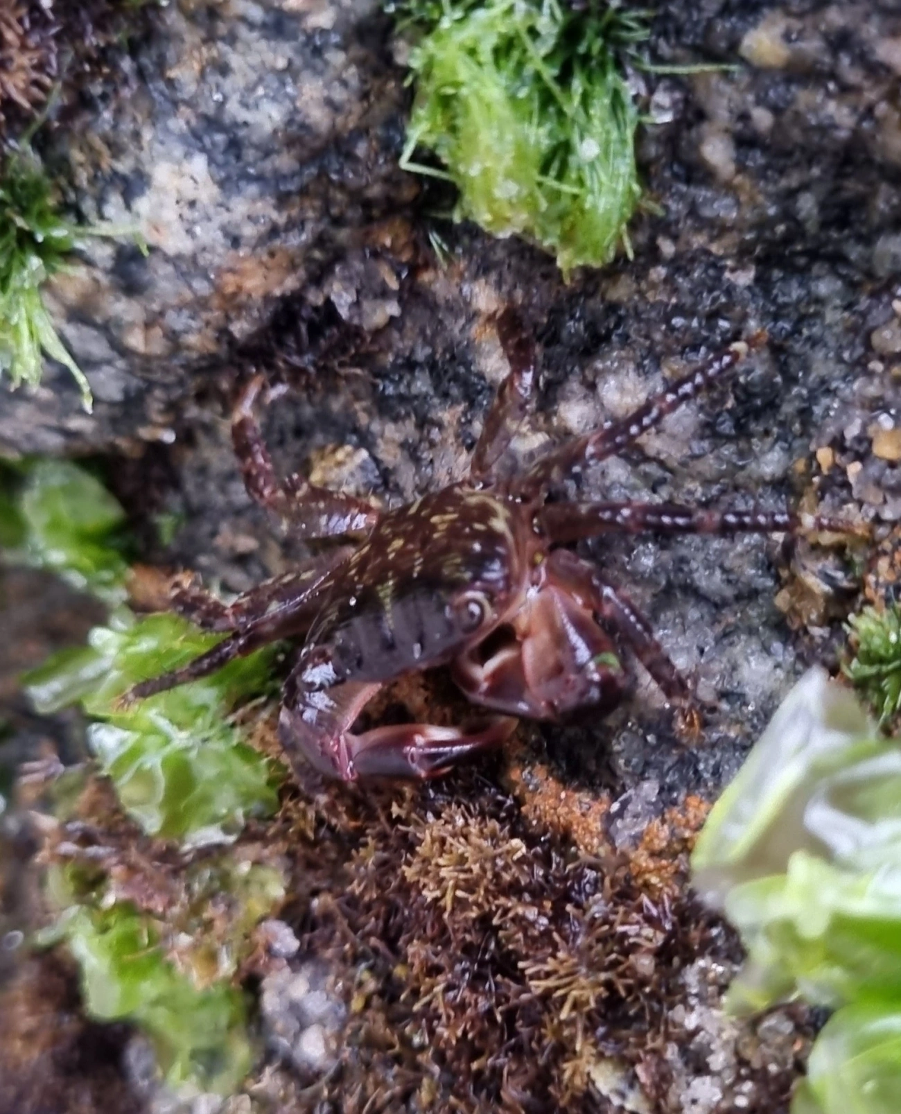 Caranguejo-verde (Pachygrapsus transversus), crustáceos, fotografado em Maresias, São Sebastião