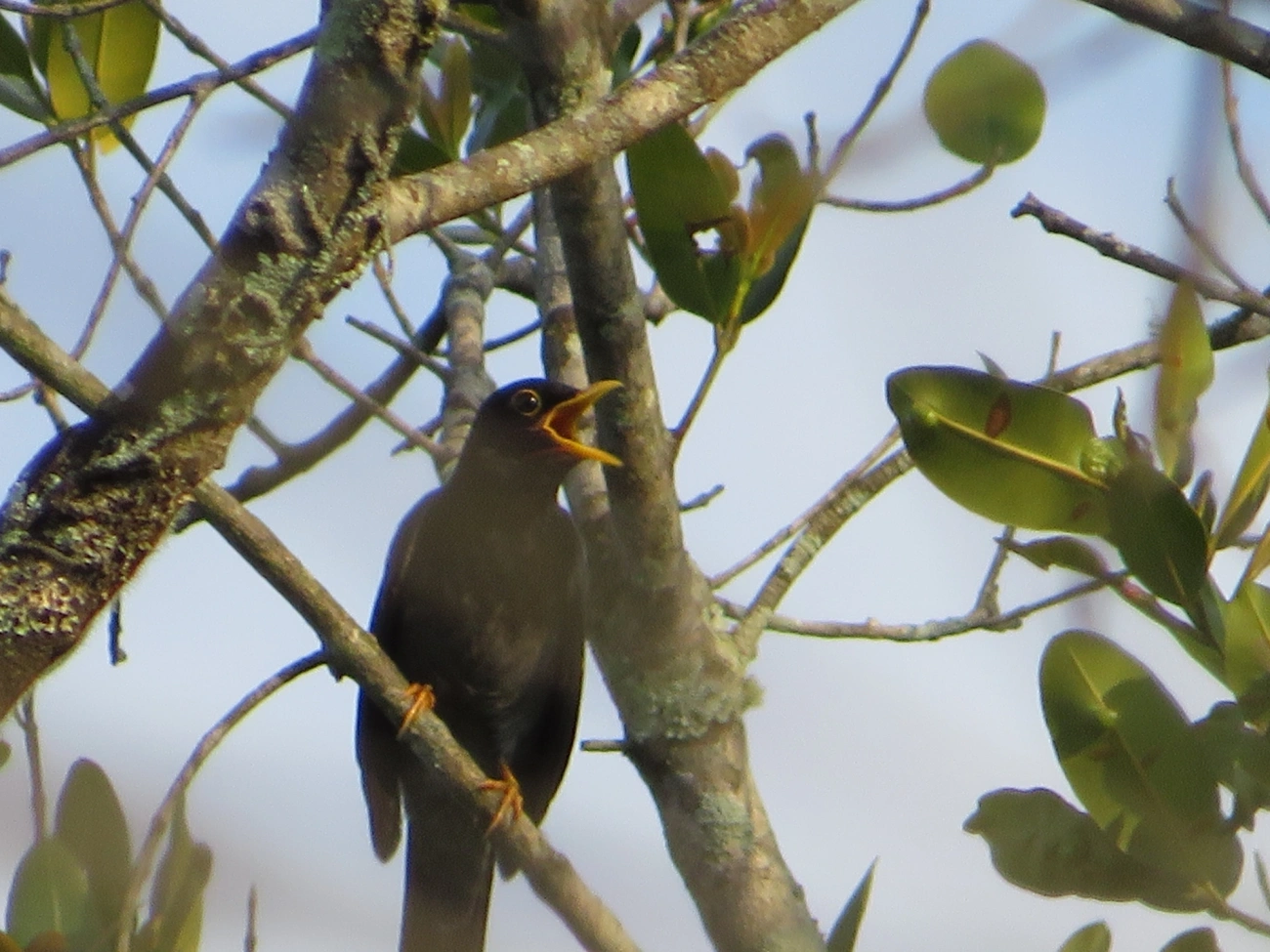 Sabiá-una (Turdus flavipes), aves, fotografado em Maresias, São Sebastião