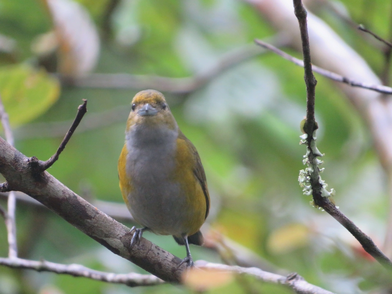 Ferro-velho (Euphonia pectoralis), aves, fotografado em Maresias, São Sebastião