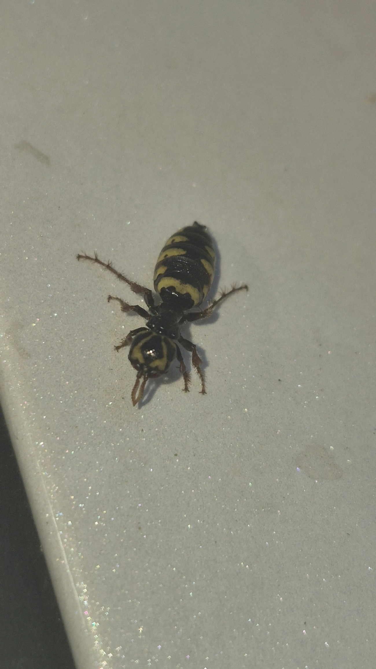 Thynnidae, insetos, fotografado em Maresias, São Sebastião