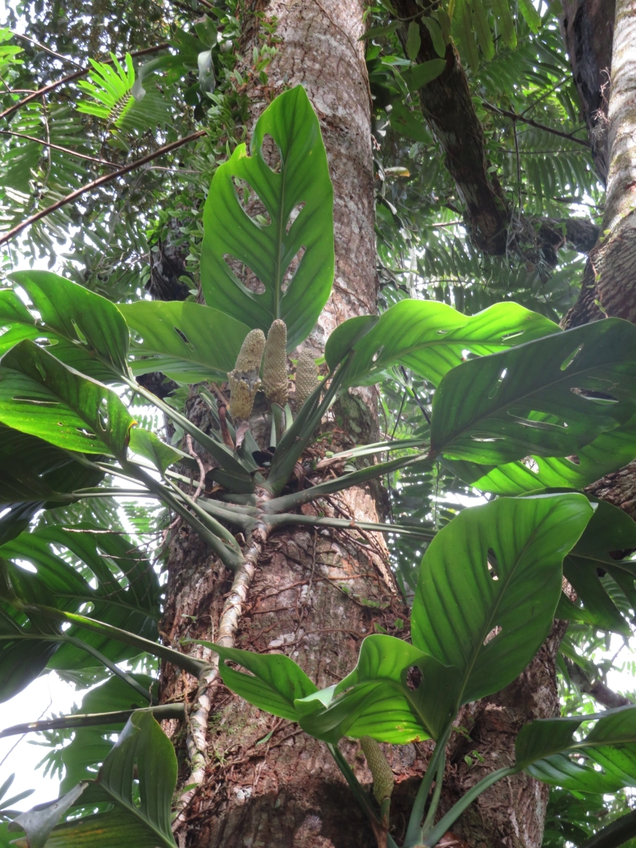 Imbé-furado (Monstera adansonii), plantas, fotografado em Maresias, São Sebastião