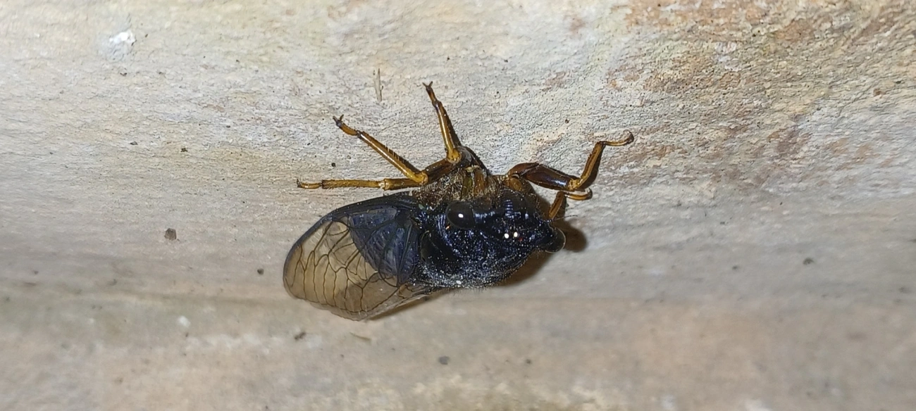 Cigarra (Fidicinoides opalina), insetos, fotografado em Cabreúva