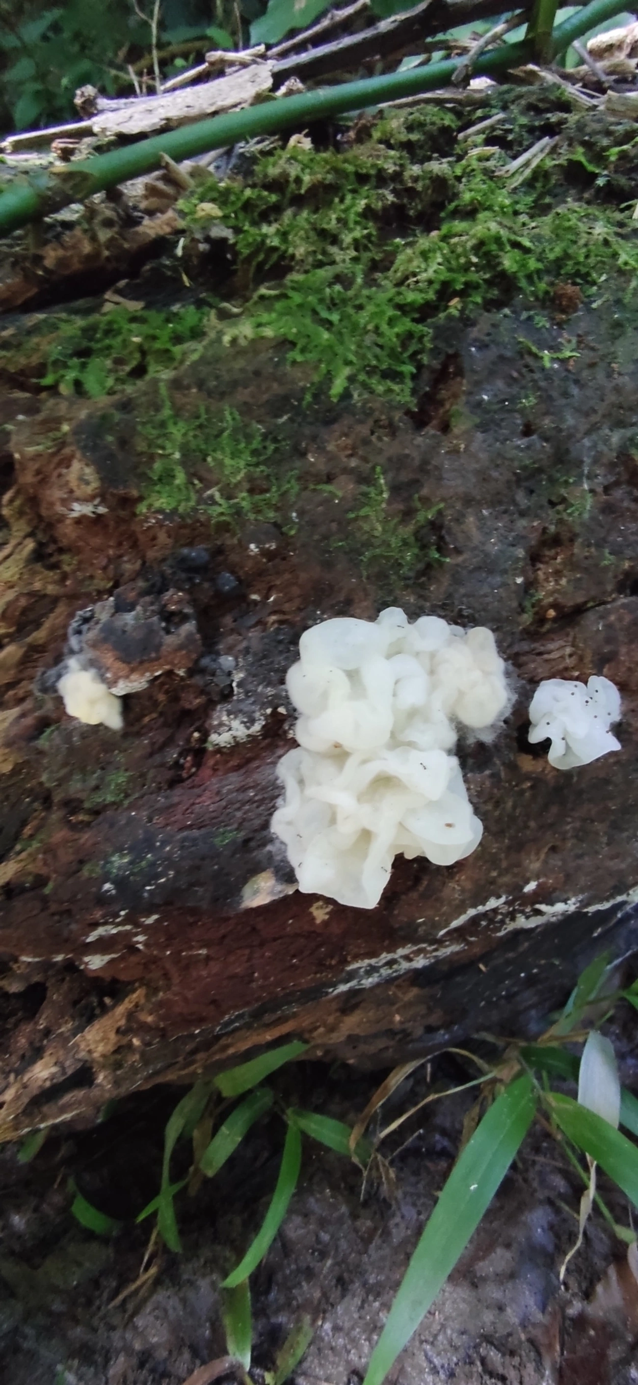 Protohydnum pululahuanum, fungos, fotografado em Maresias, São Sebastião