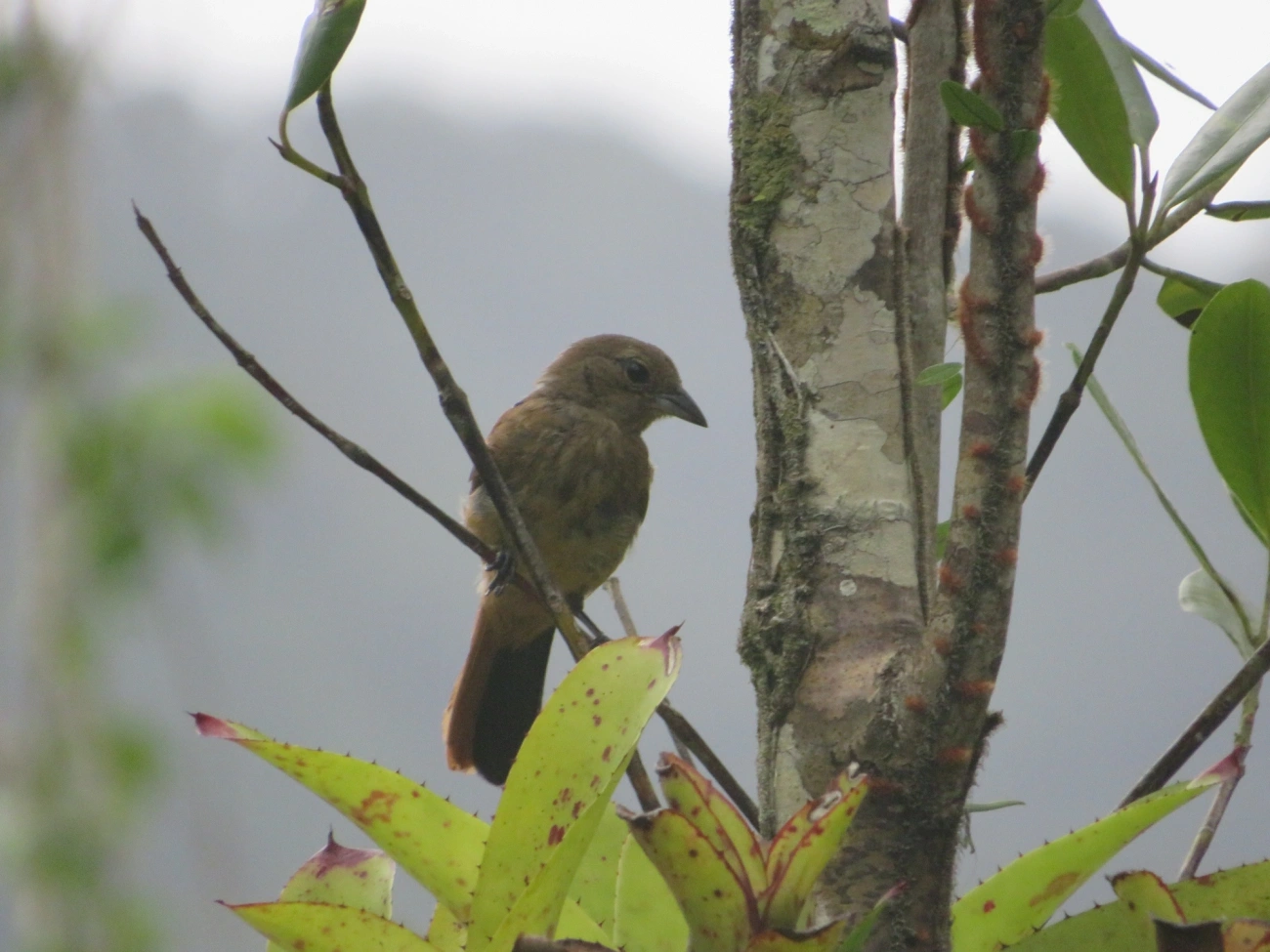 Tiê-preto (Tachyphonus coronatus), aves, fotografado em Maresias, São Sebastião