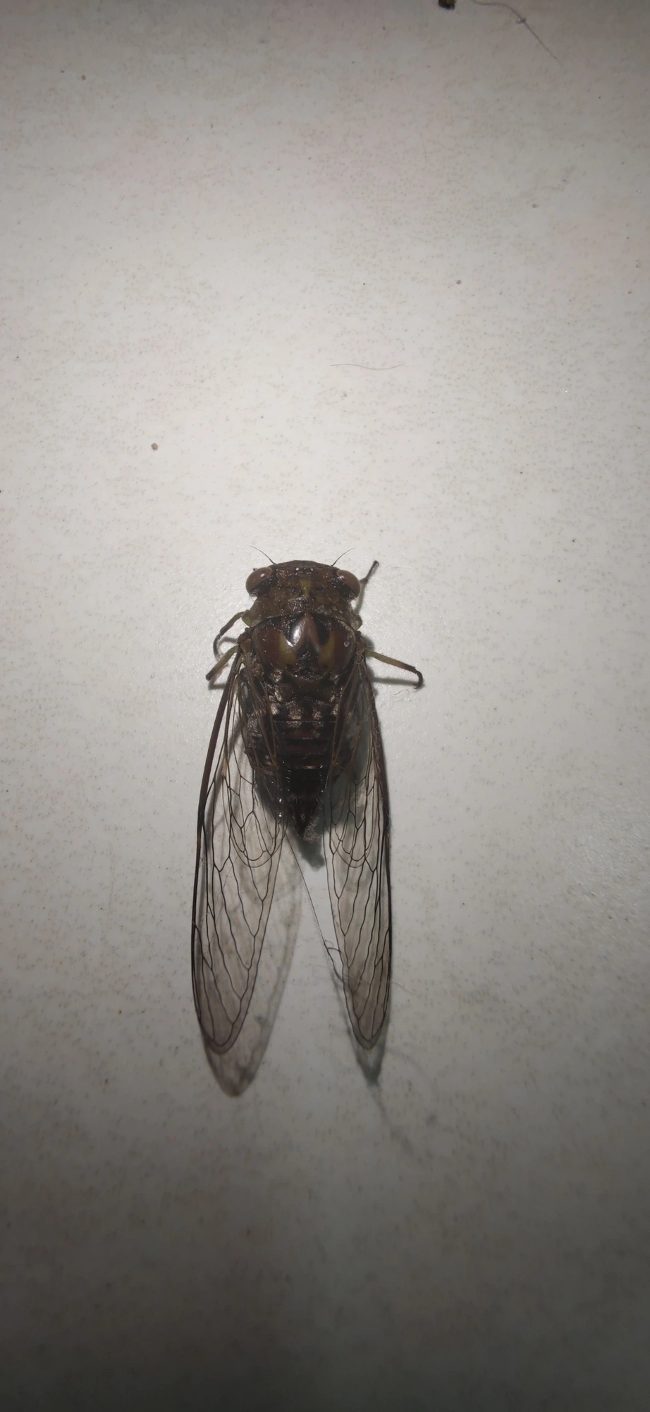 Cigarras (Cicadoidea), insetos, fotografado em Maresias, São Sebastião