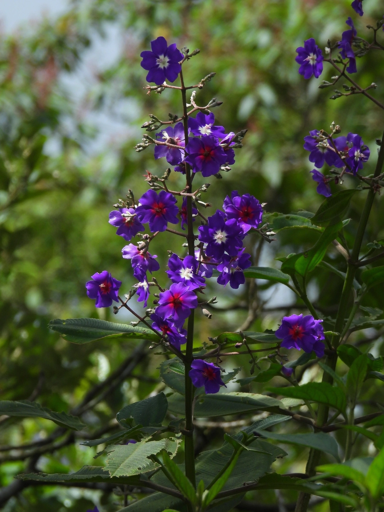 Orelha-de-onça (Pleroma heteromallum), plantas, fotografado em Queluz