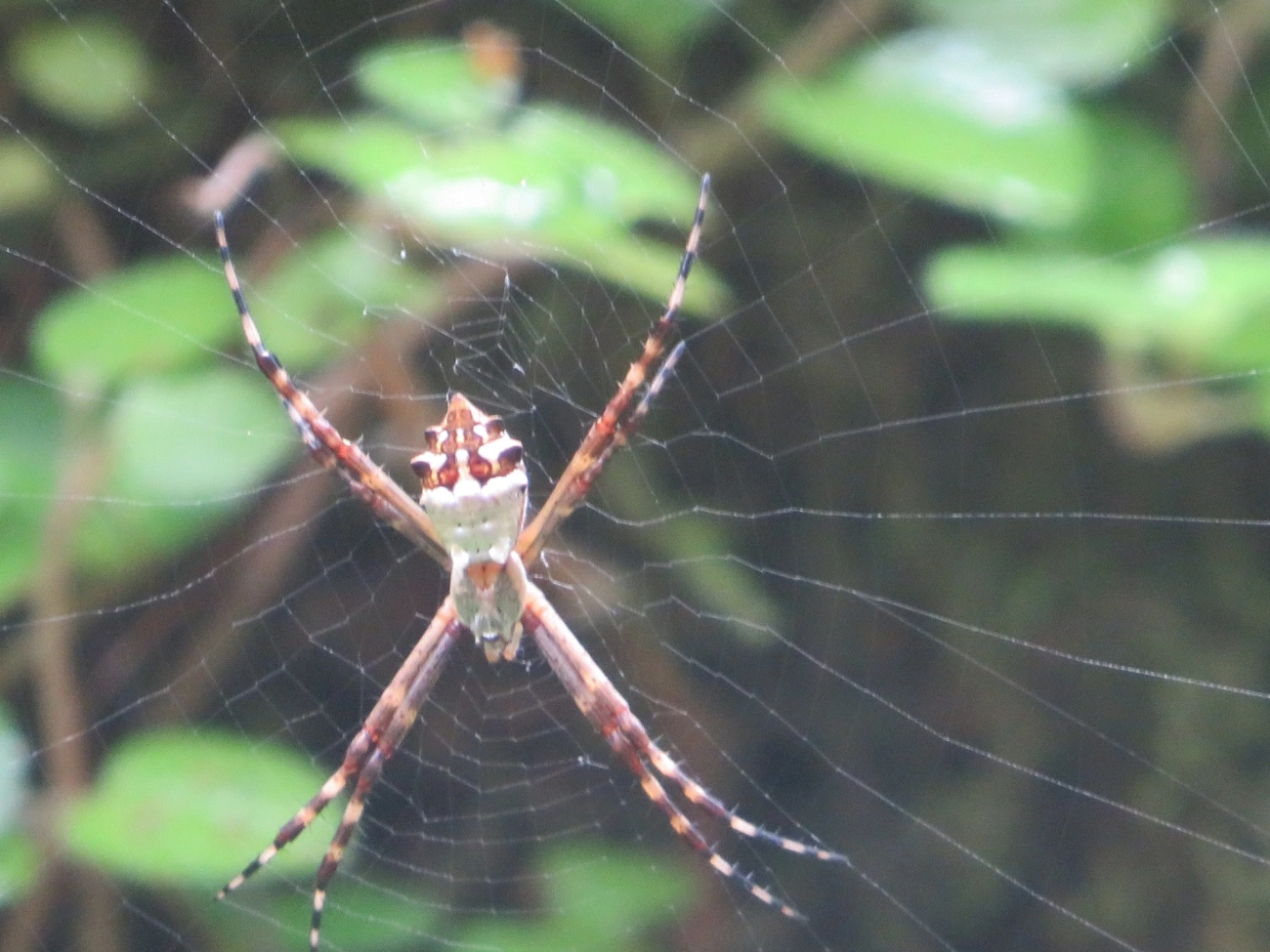 Aranha-de-prata (Argiope argentata), aracnídeos, fotografado em Maresias, São Sebastião